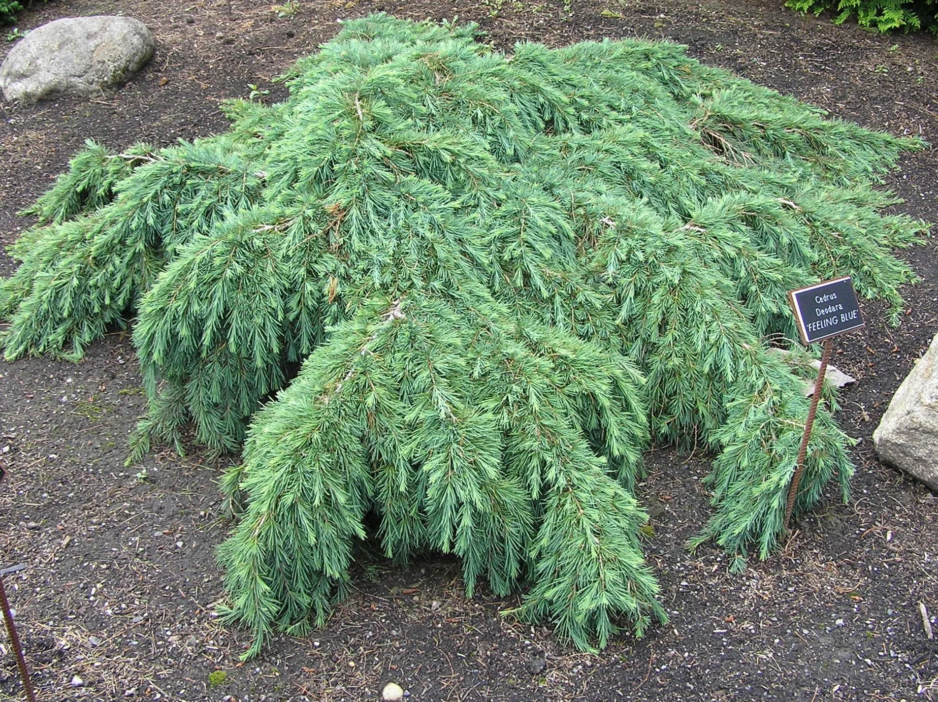 Tree Talk Series: Conifers
