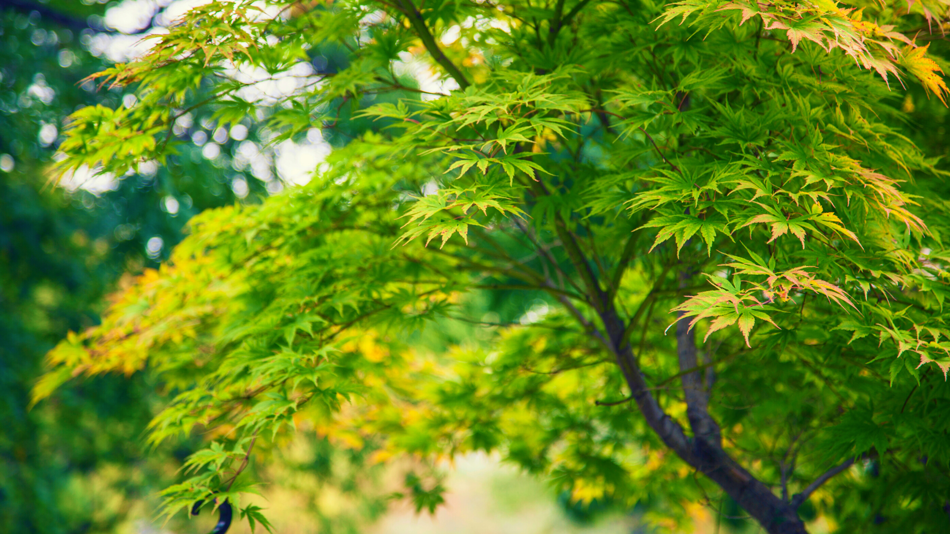 Tree Talk Series: Maples