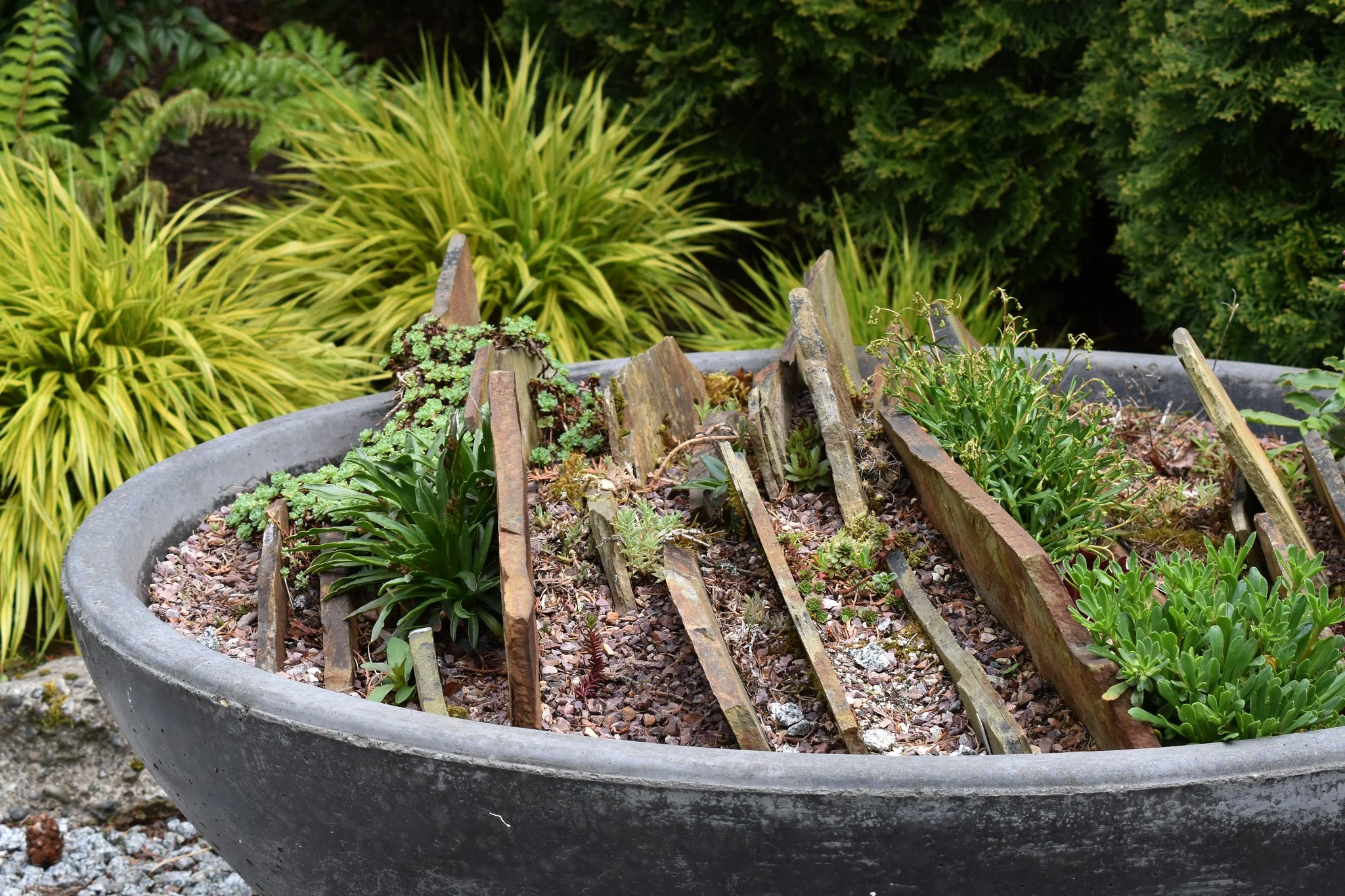 Sedums with Sandy Milam