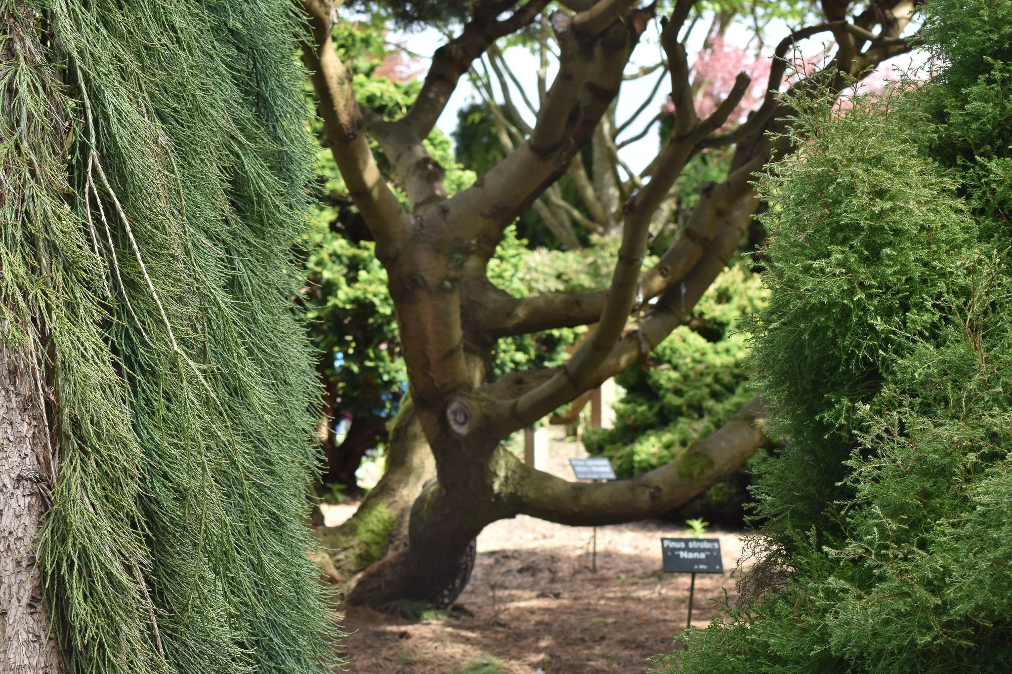 Tree Talk Series: Specimen Trees