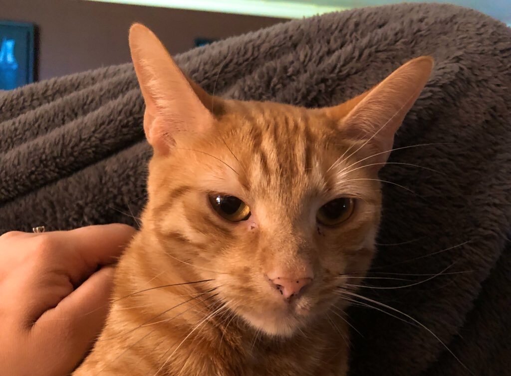 Where There Be Lions