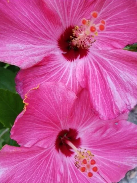 Hibiscus Beauty