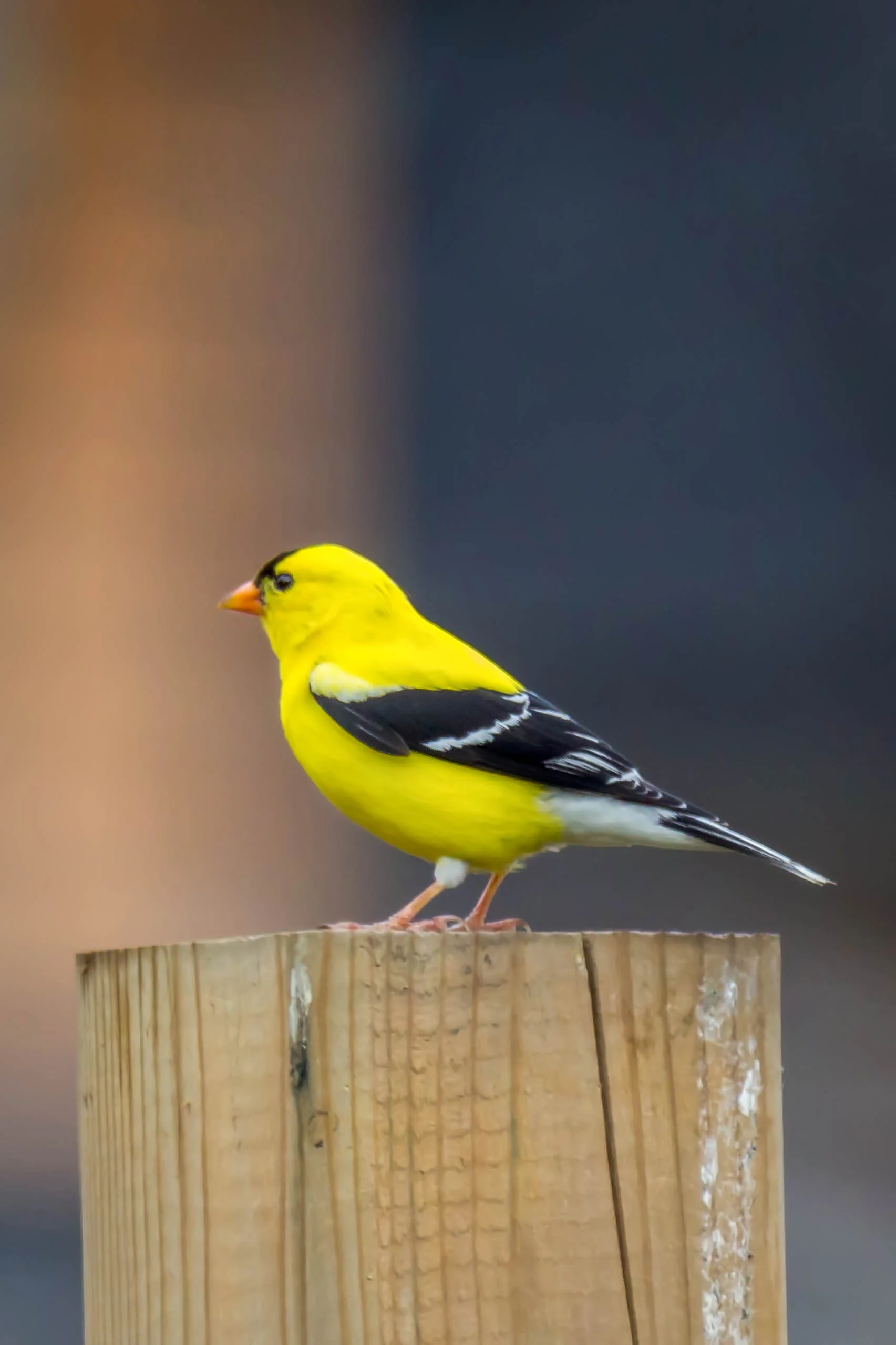 At the Bird Feeder 2.jpg