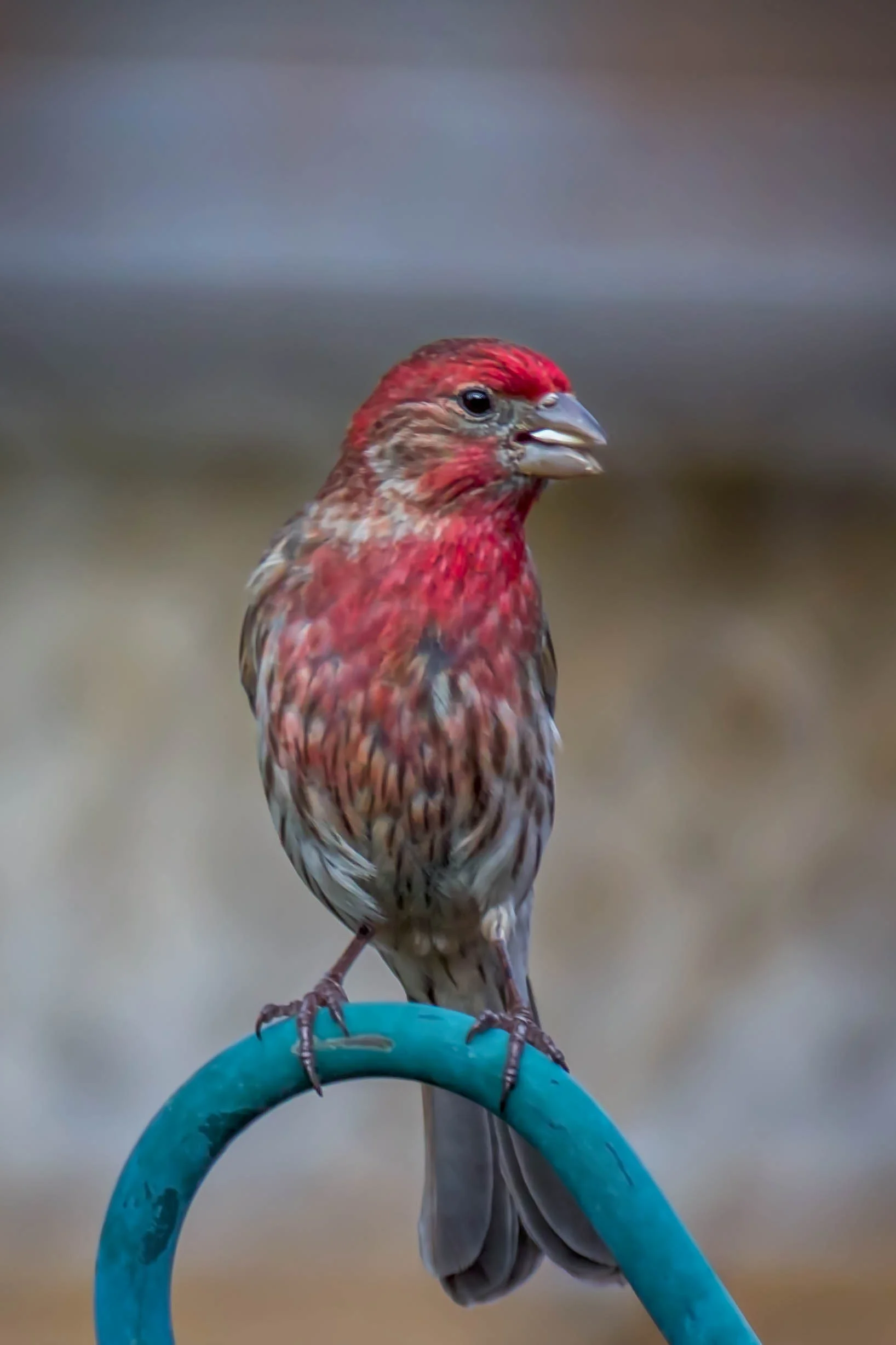 At the Bird Feeder.jpg