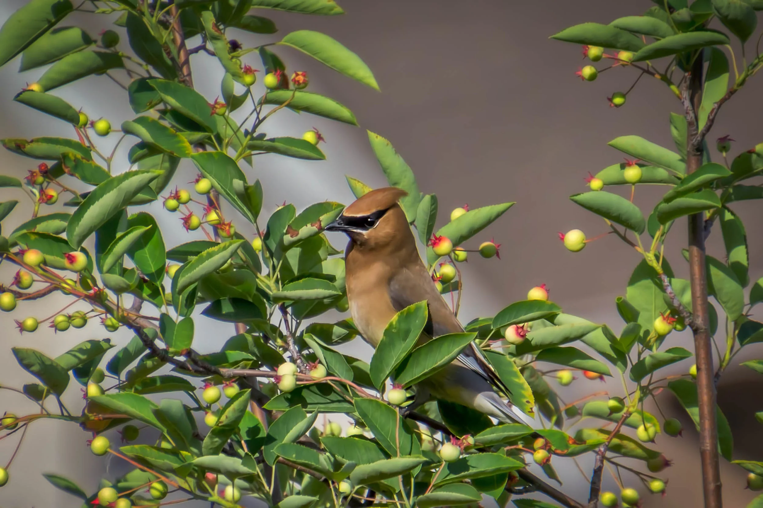 Back Yard Cedar Waxwing.jpg