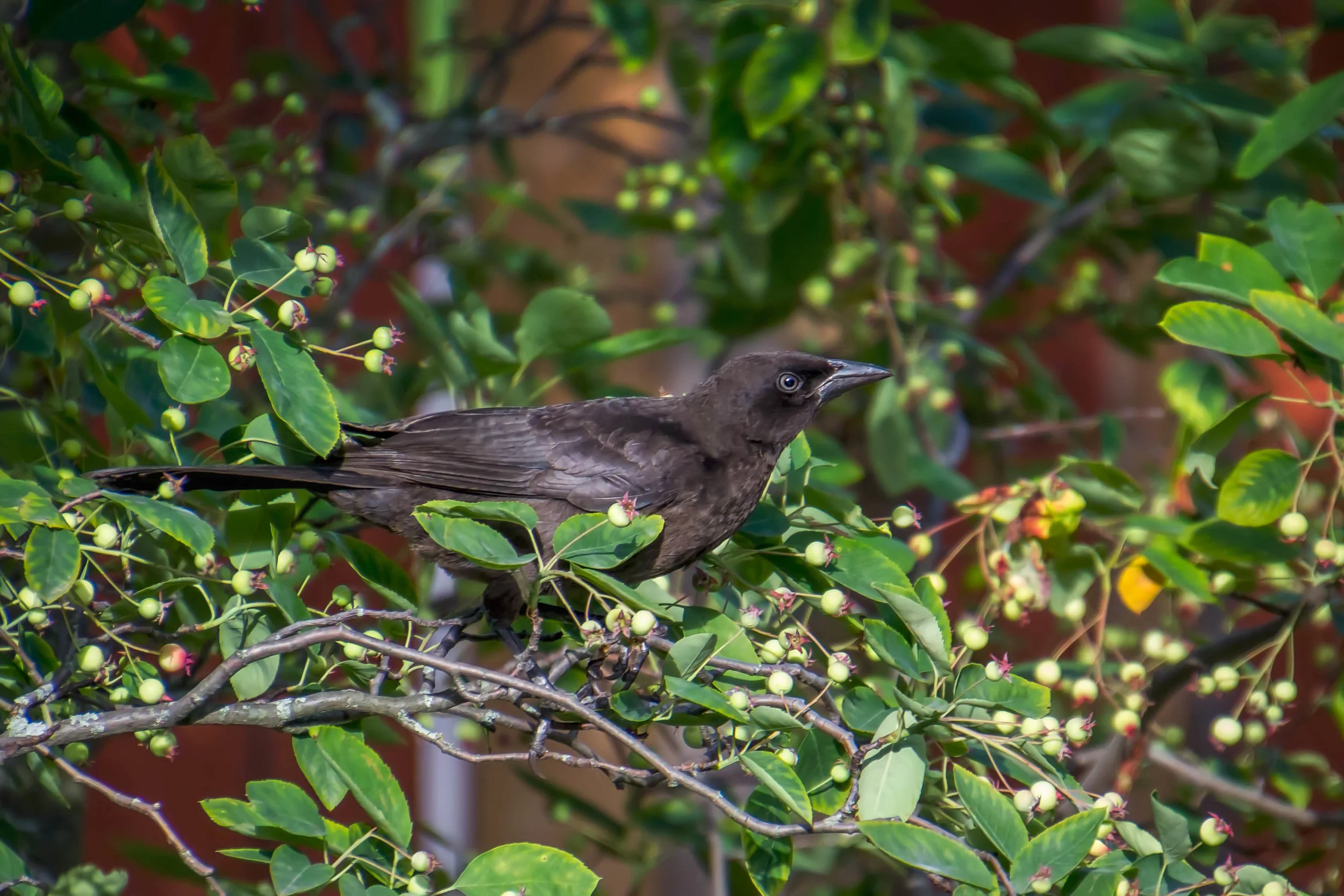 Back Yard Black Bird.jpg