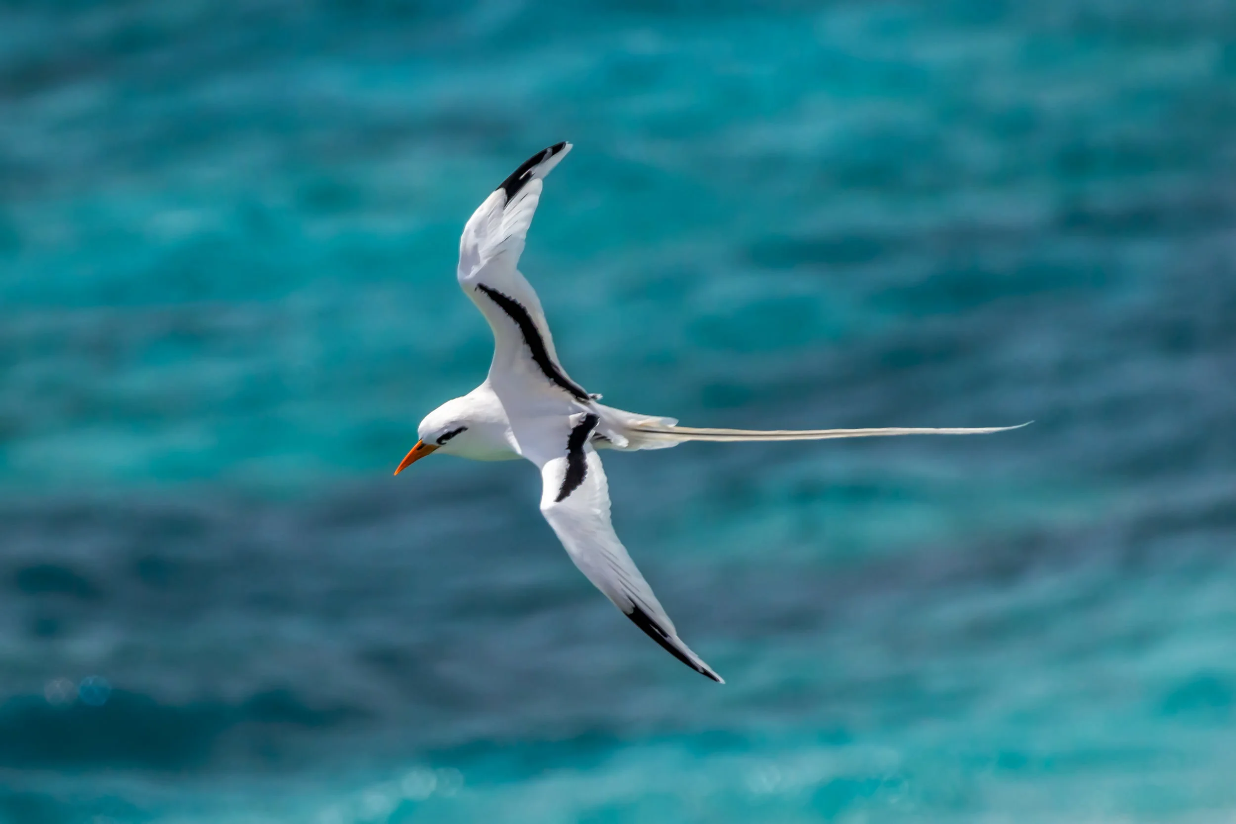 Bermuda Longtail Close Up 2.jpg