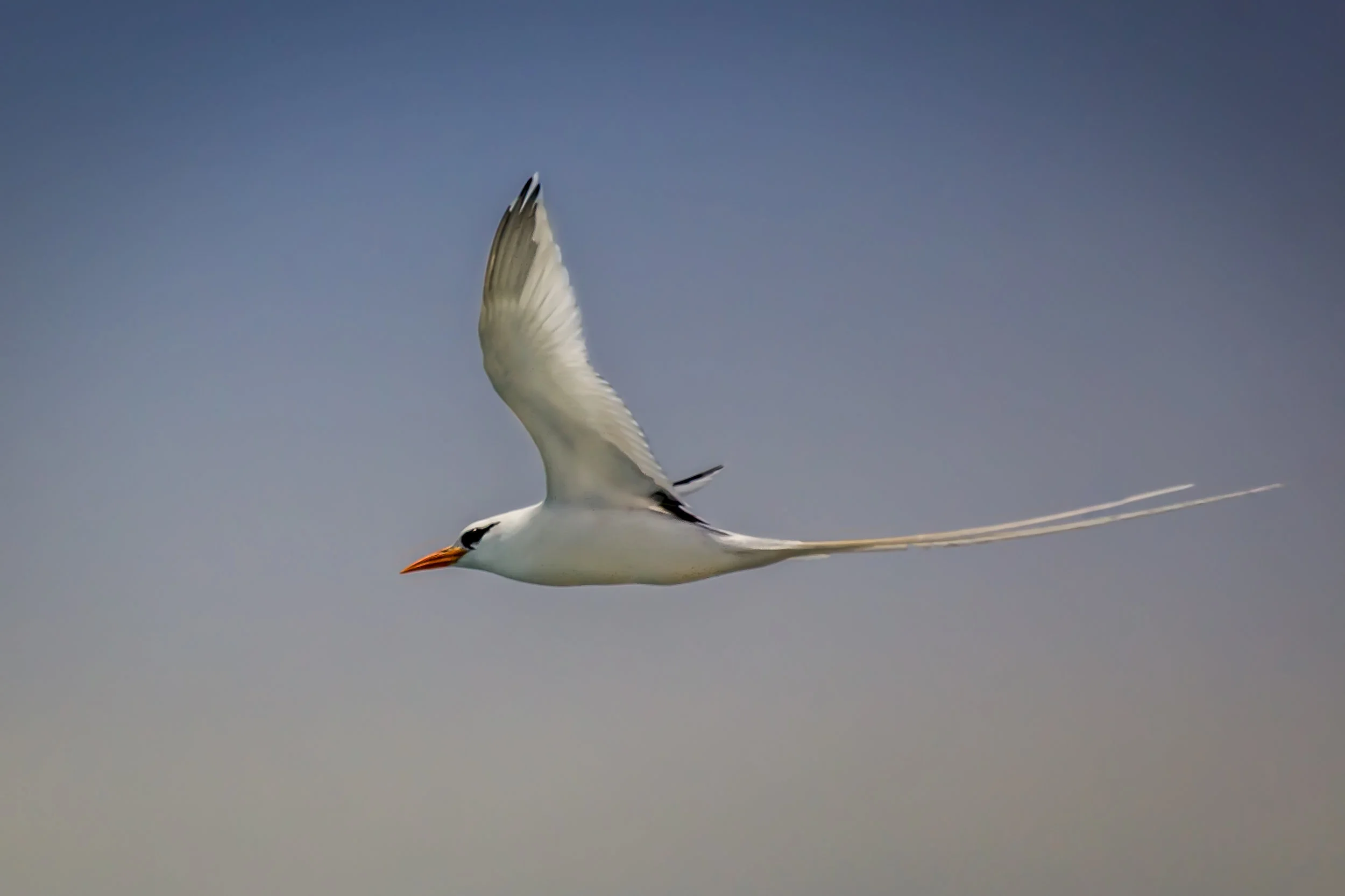 Bermuda Longtail Close Up.jpg
