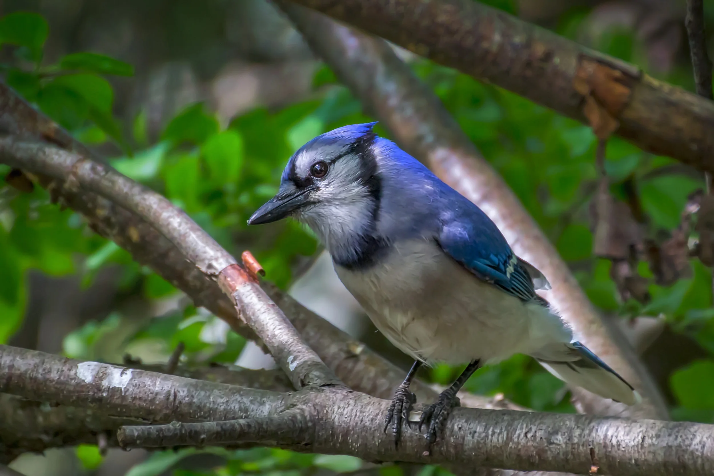 Blue Jay.jpg