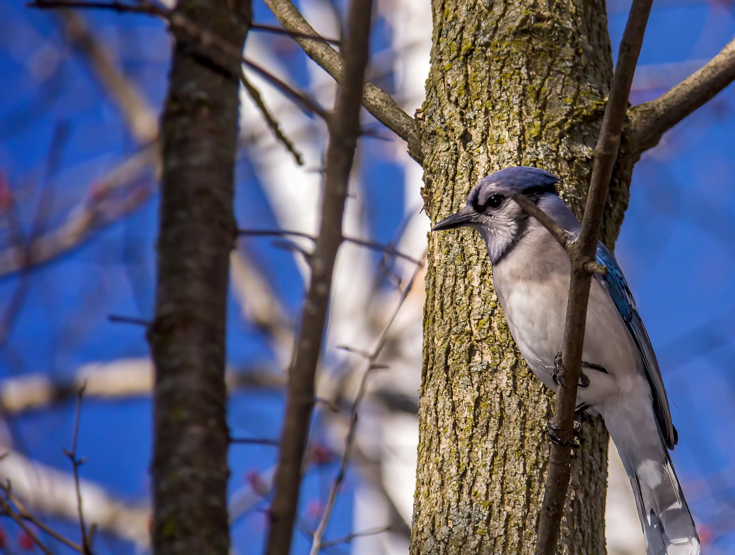 Blue Jay 2.jpg