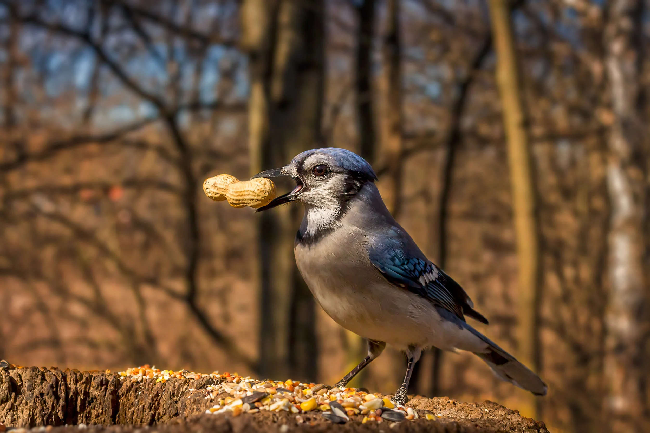 Blue Jay 1.jpg