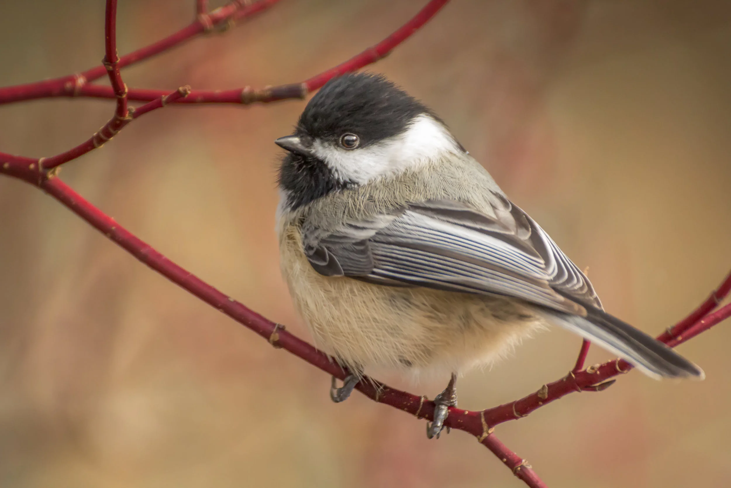Chickadee in Winter 2.jpg