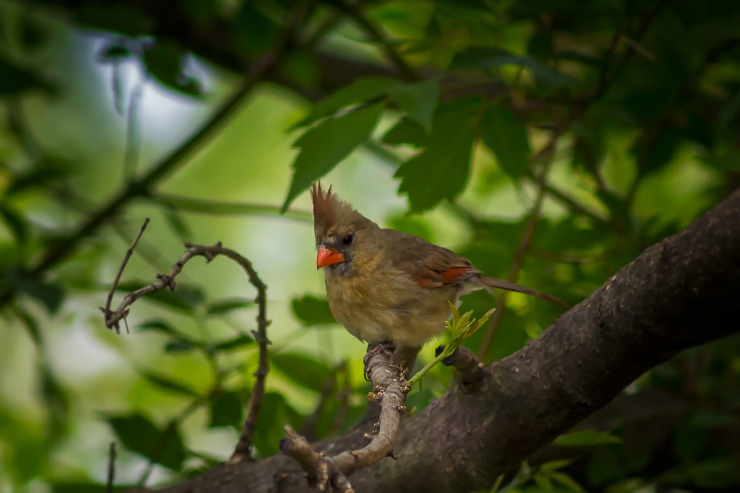 Female Cardinal 2.jpg