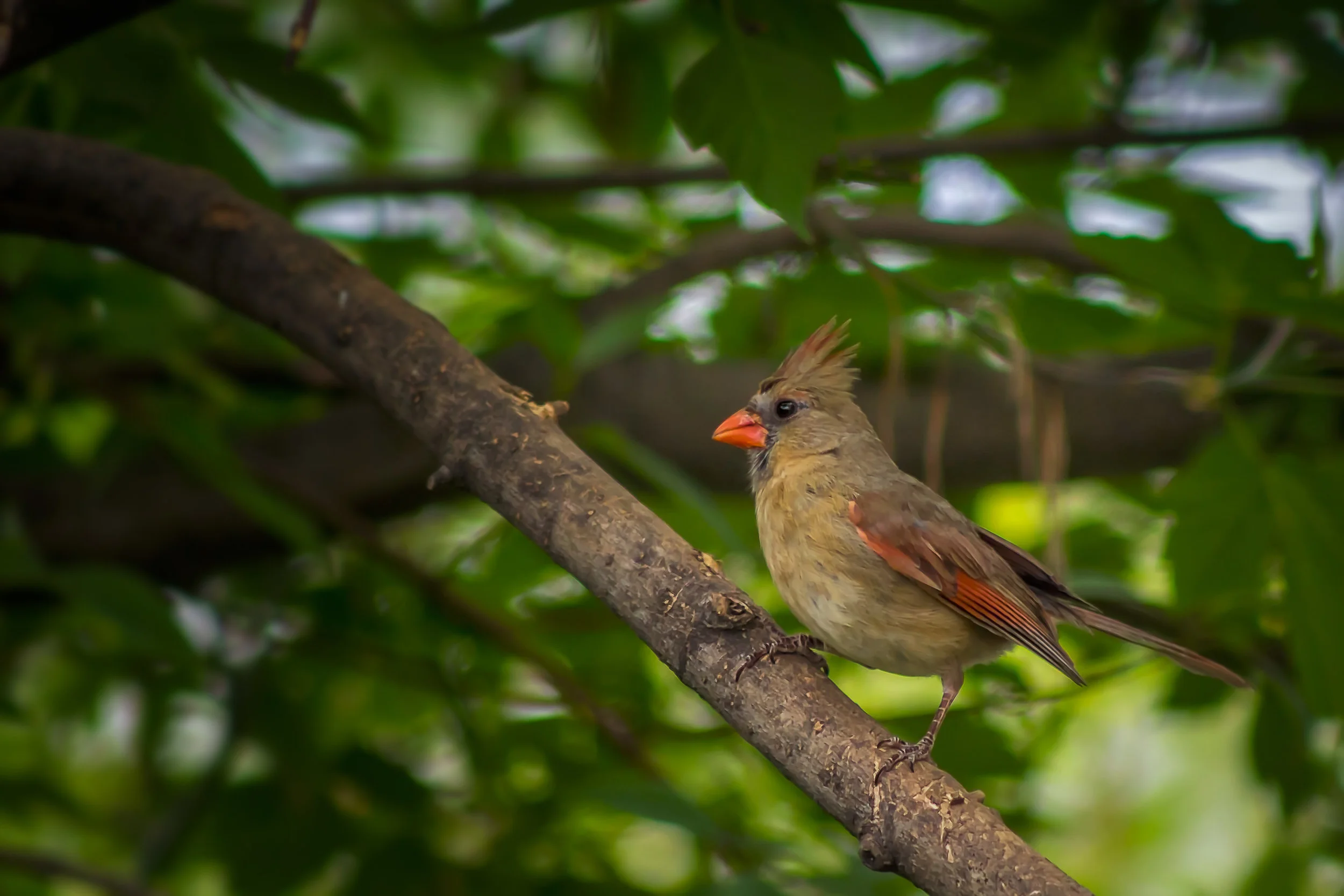 Female Cardinal.jpg