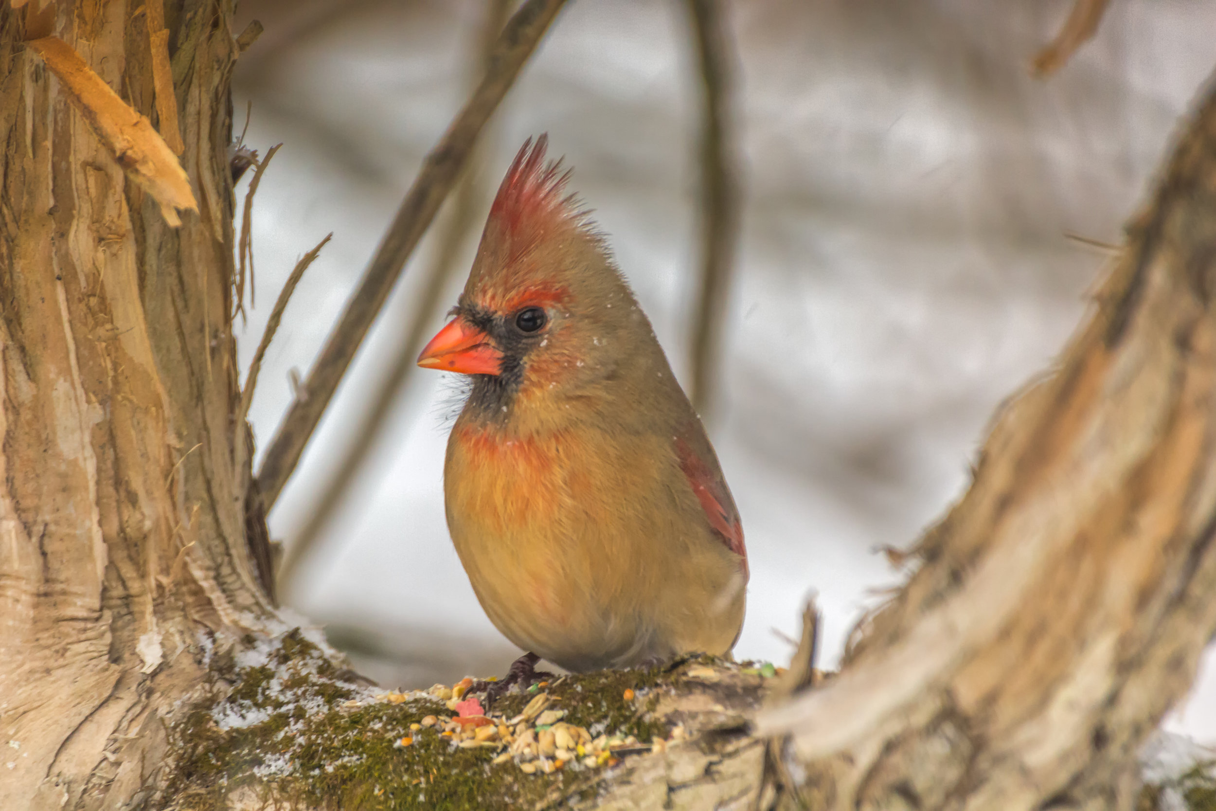 Female Cardinal in Winter 2.jpg