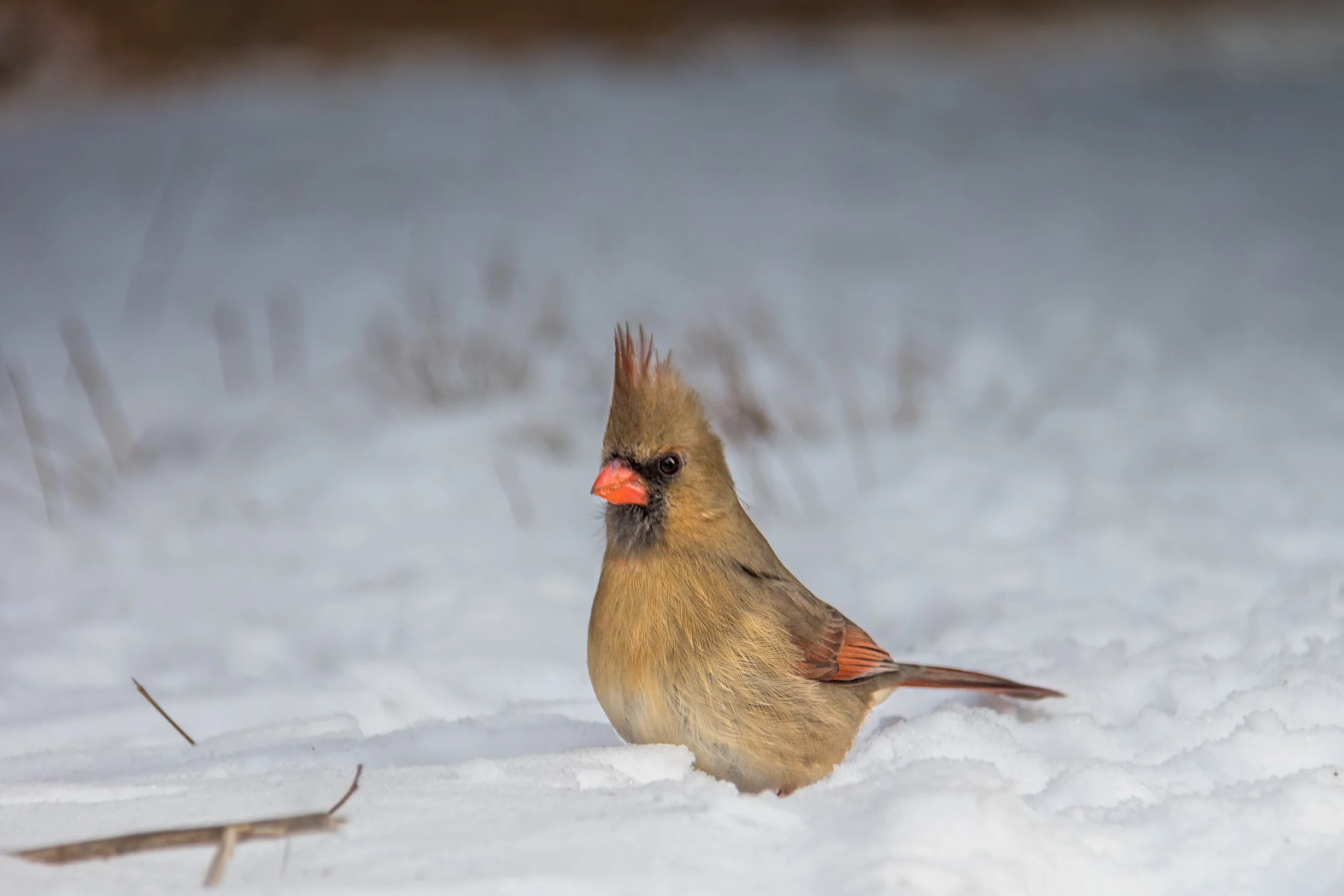 Female Cardinal in Winter 3.jpg