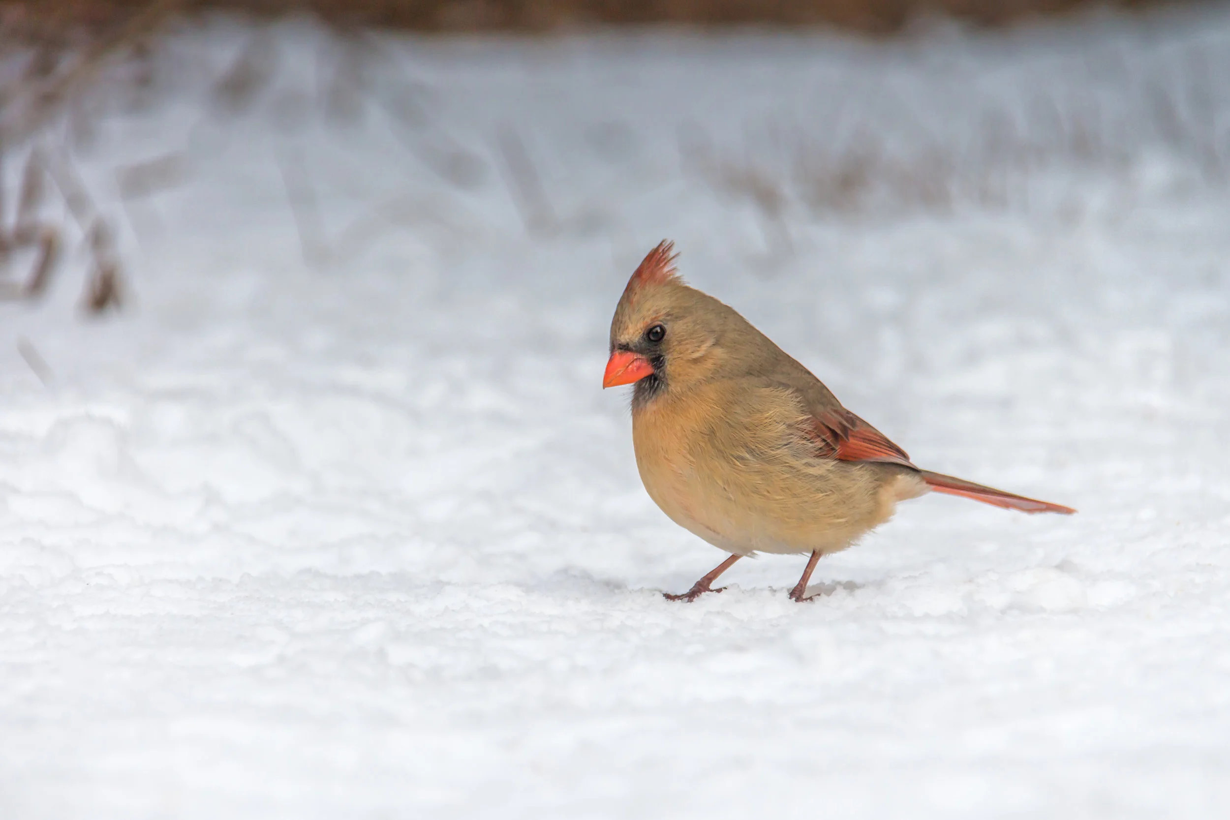 Female Cardinal in Winter 4.jpg