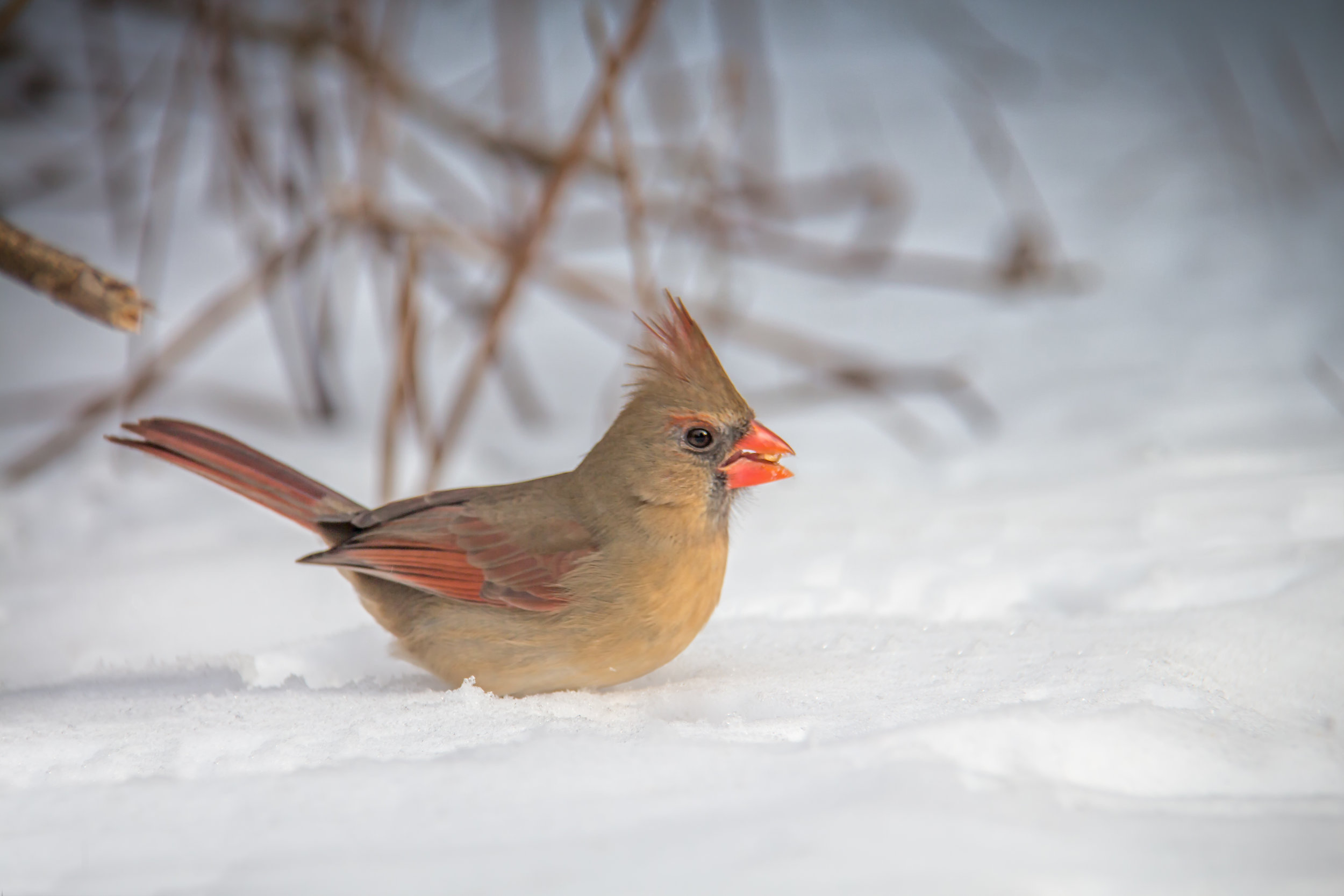 Female Cardinal in Winter 5.jpg