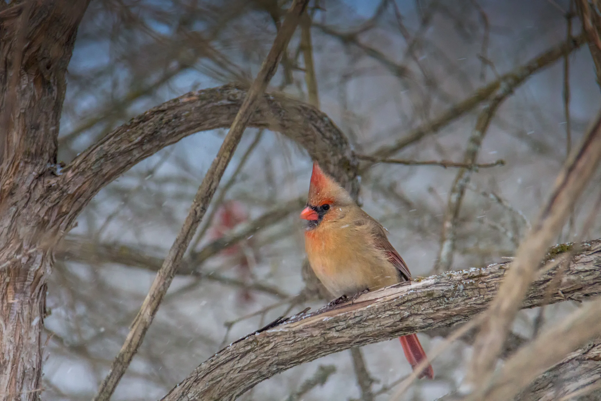 Female Cardinal in Winter.jpg