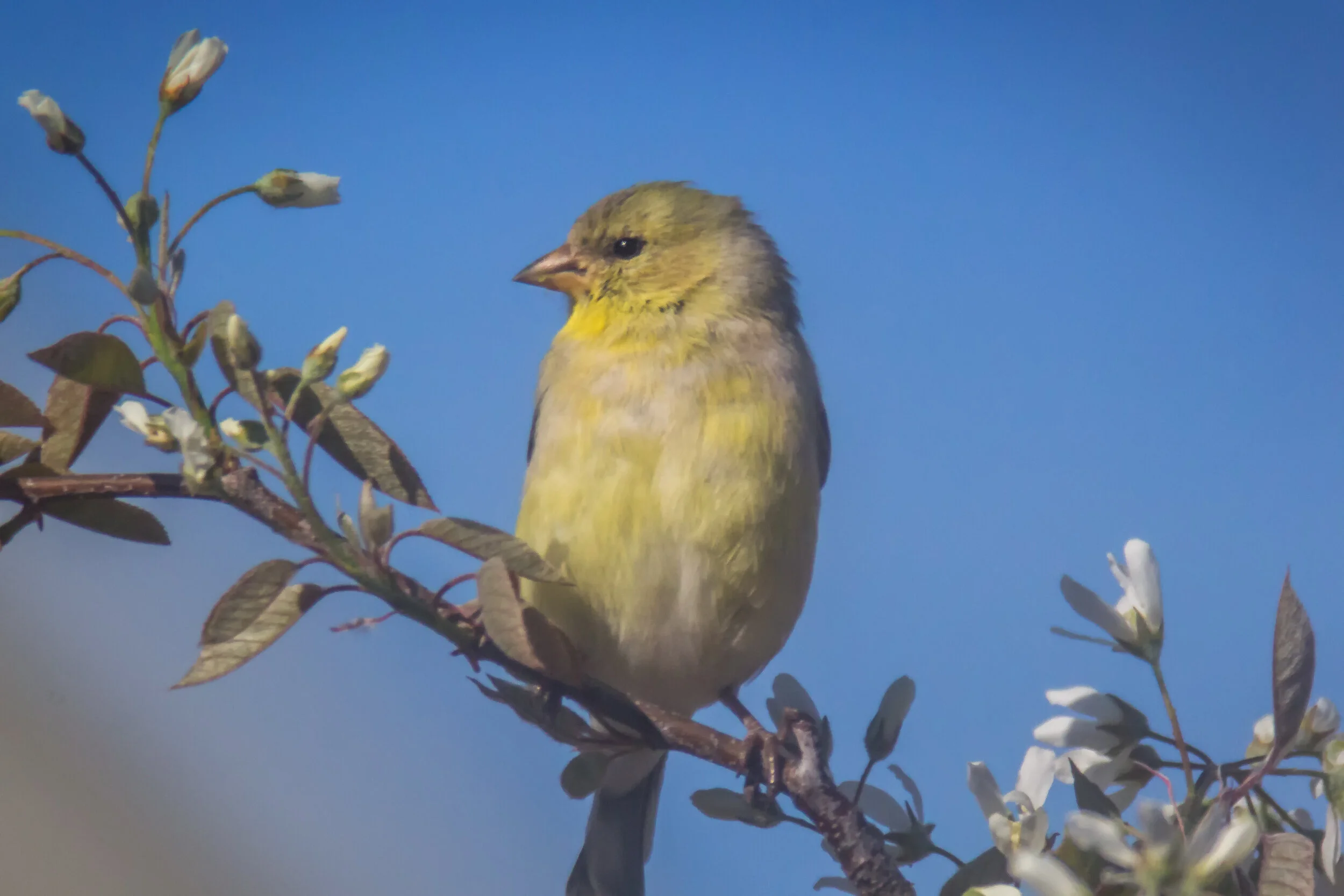 Female Gold Finch copy.jpg