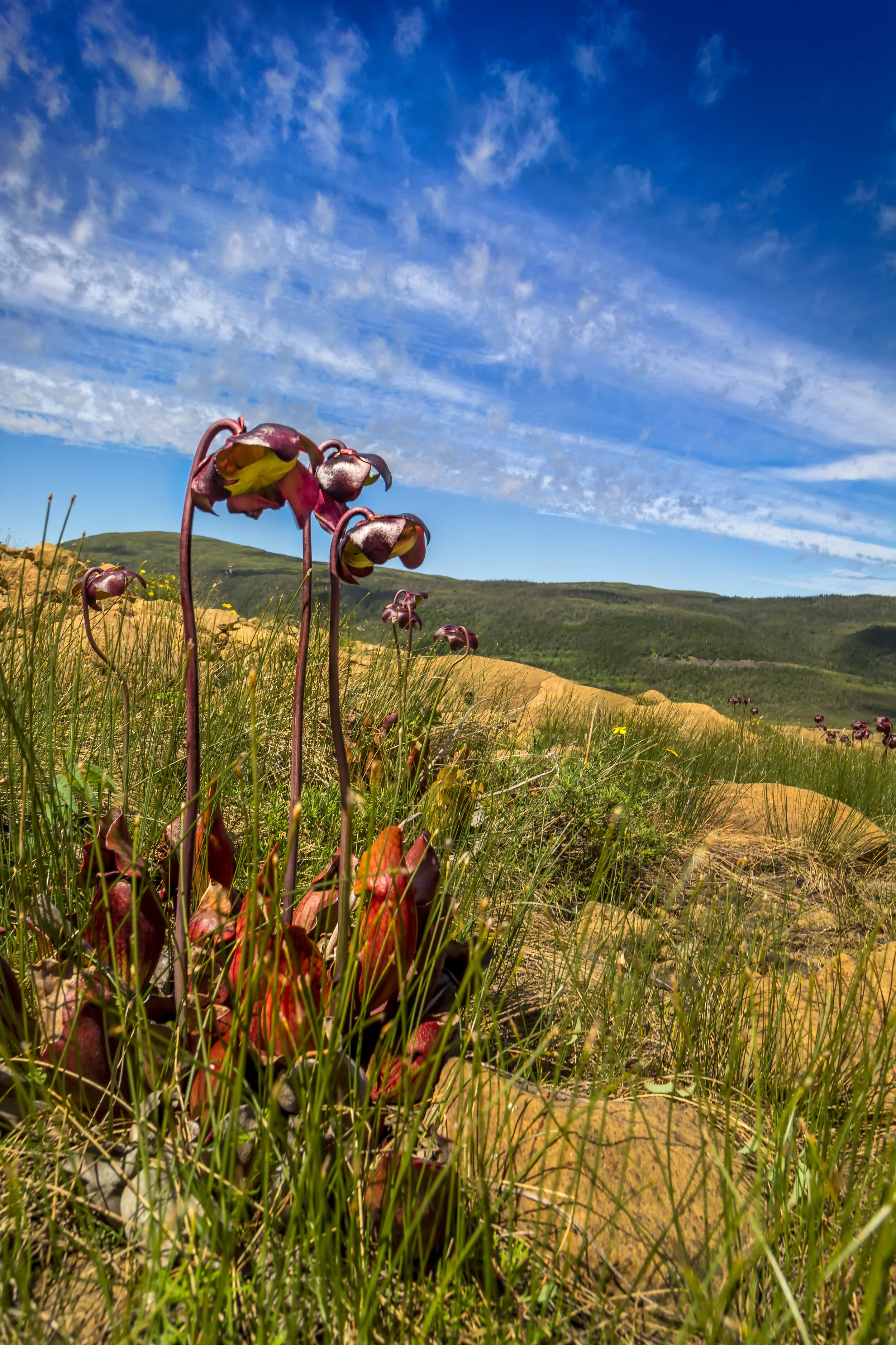 Table Lands Picture Plant.jpg