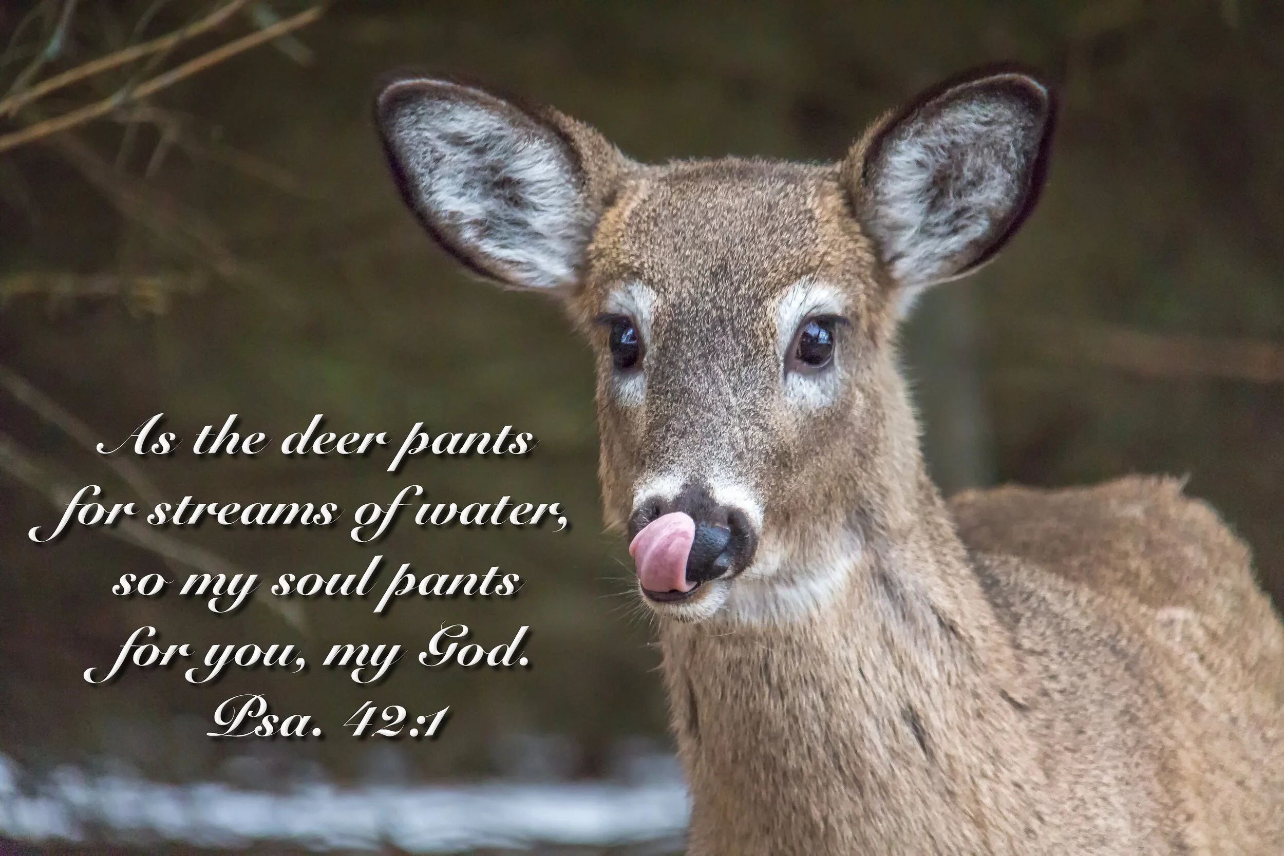 As The Deer.jpg