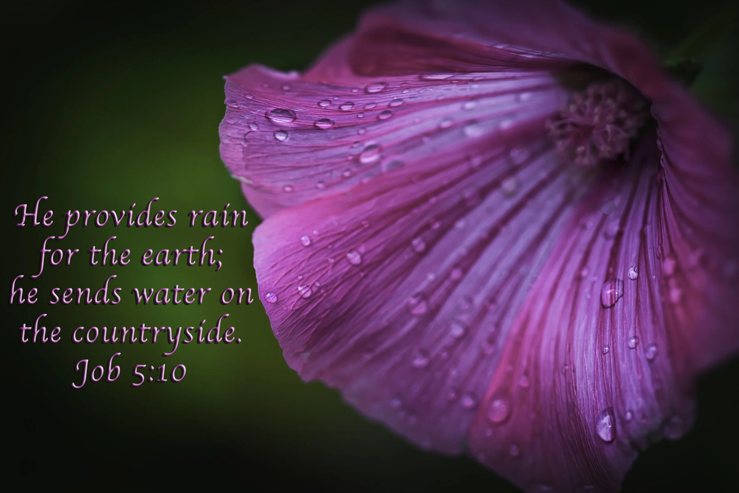 Dew Flower 2 with Script.jpg