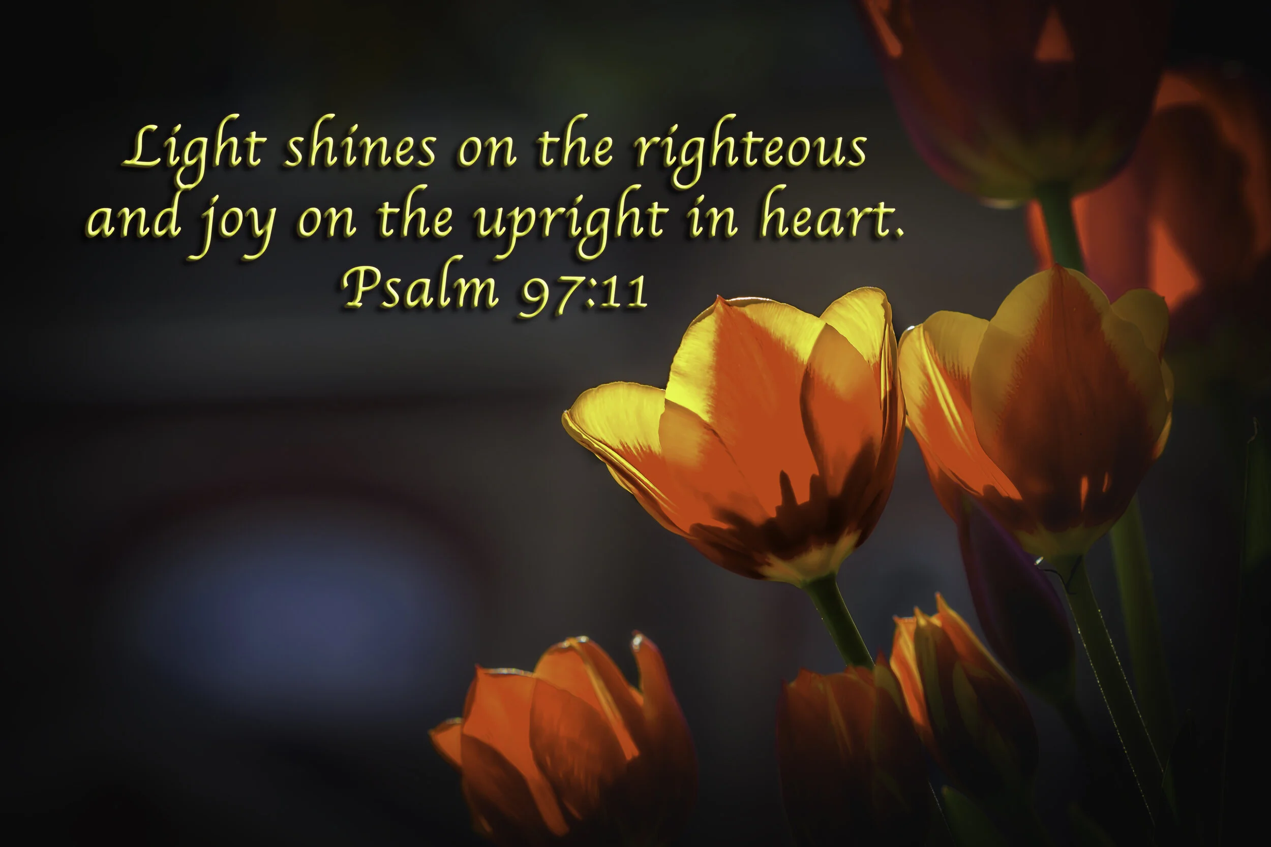 Light Shines Flower with Script.jpg