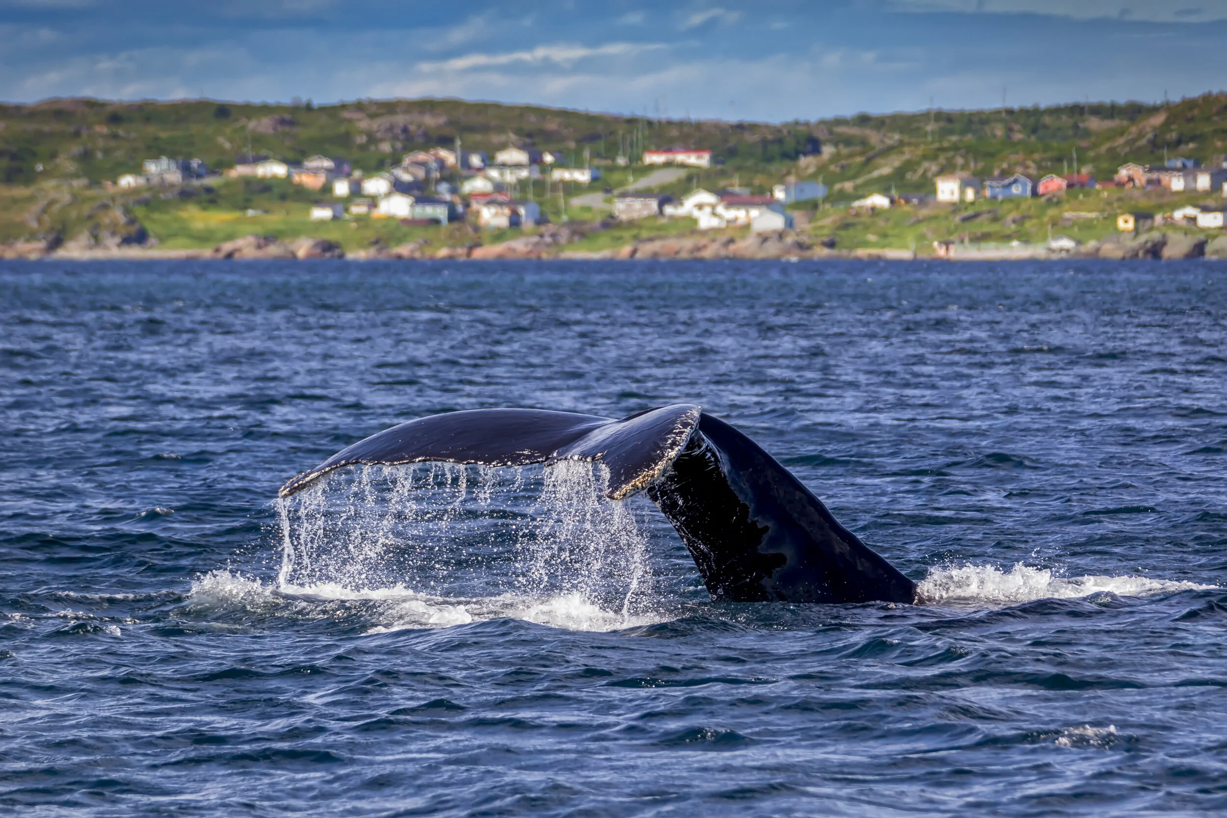 Humpback Whale Diving.jpg