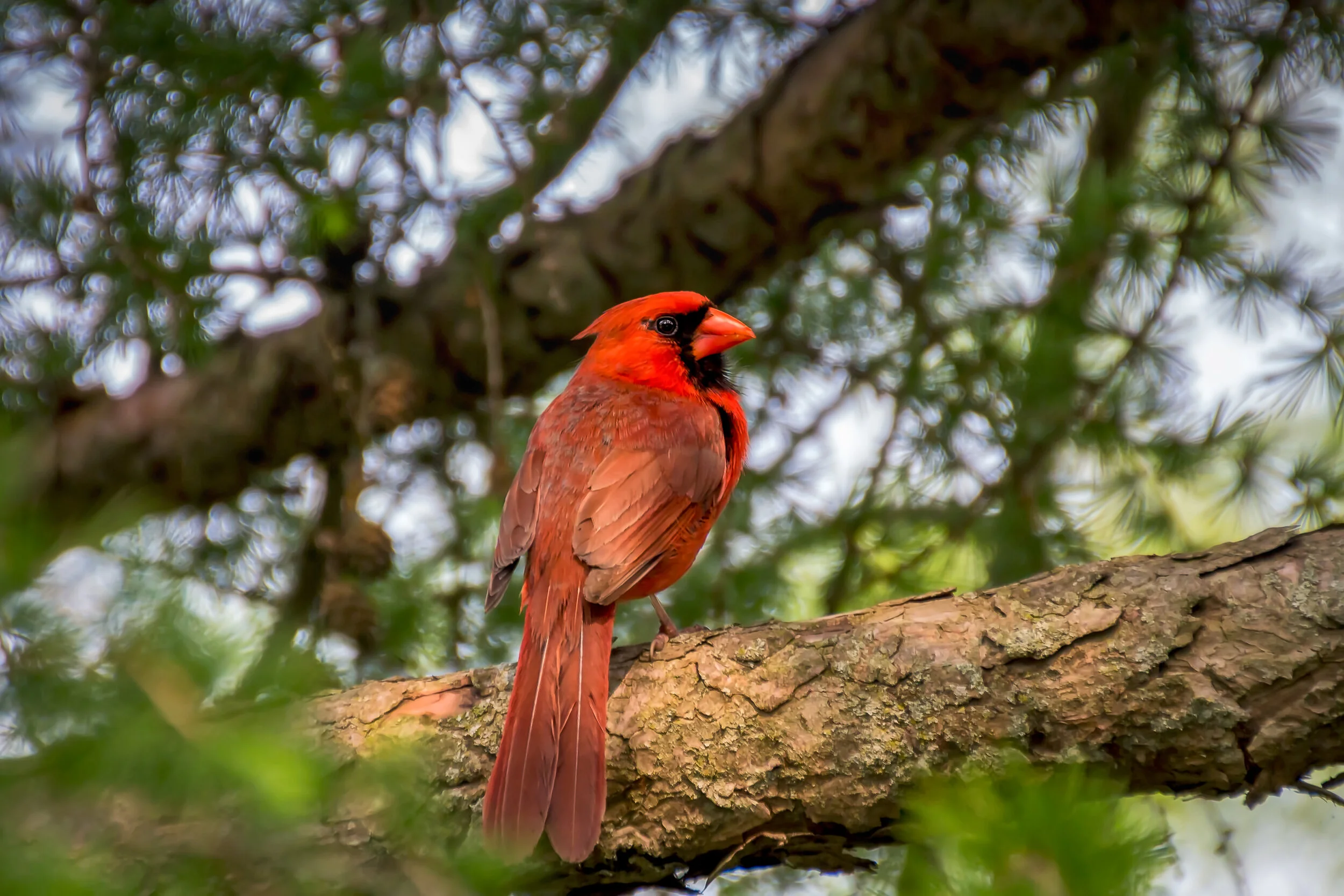 Male Cardinal.jpg