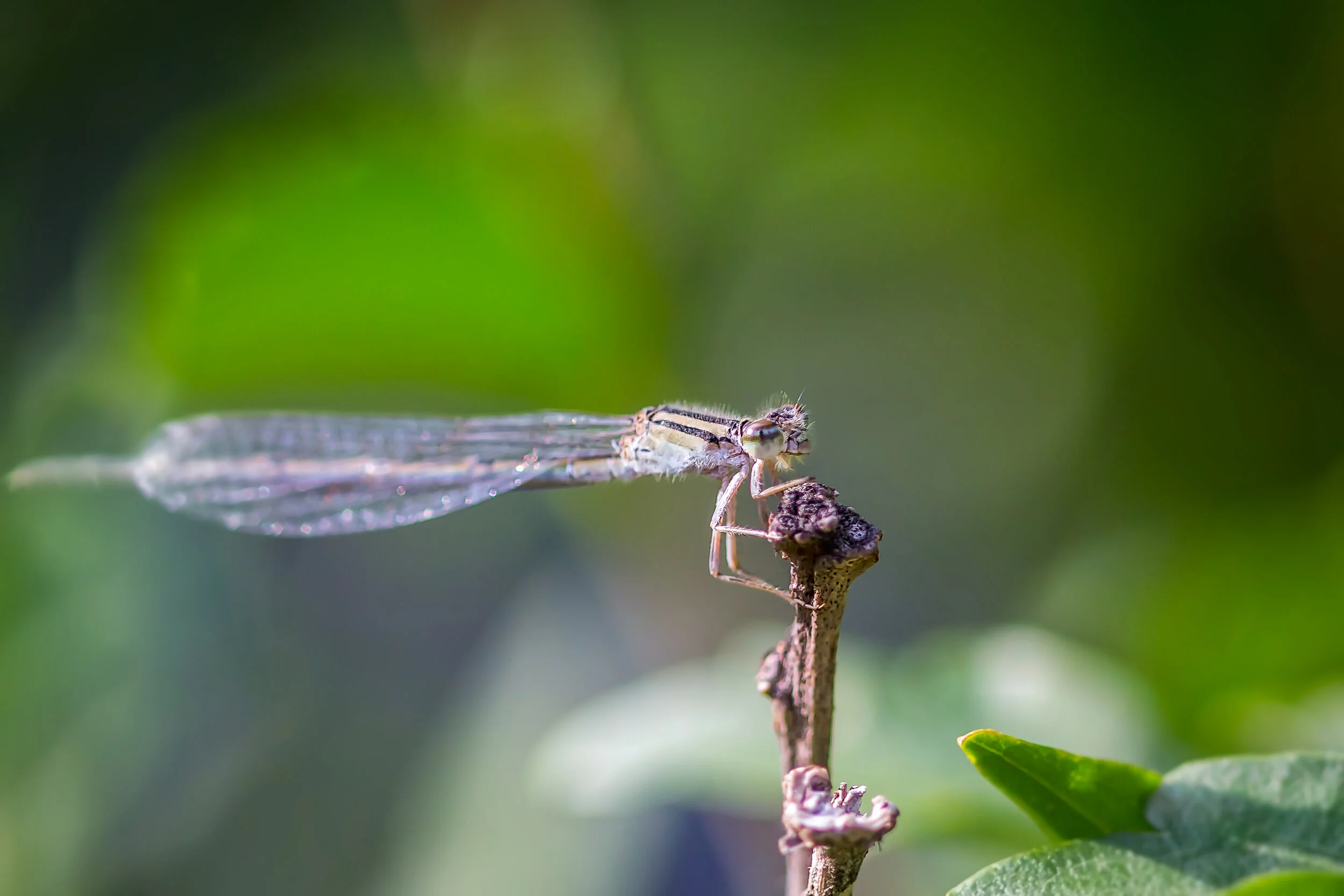 Back Yard Preditor 2.jpg