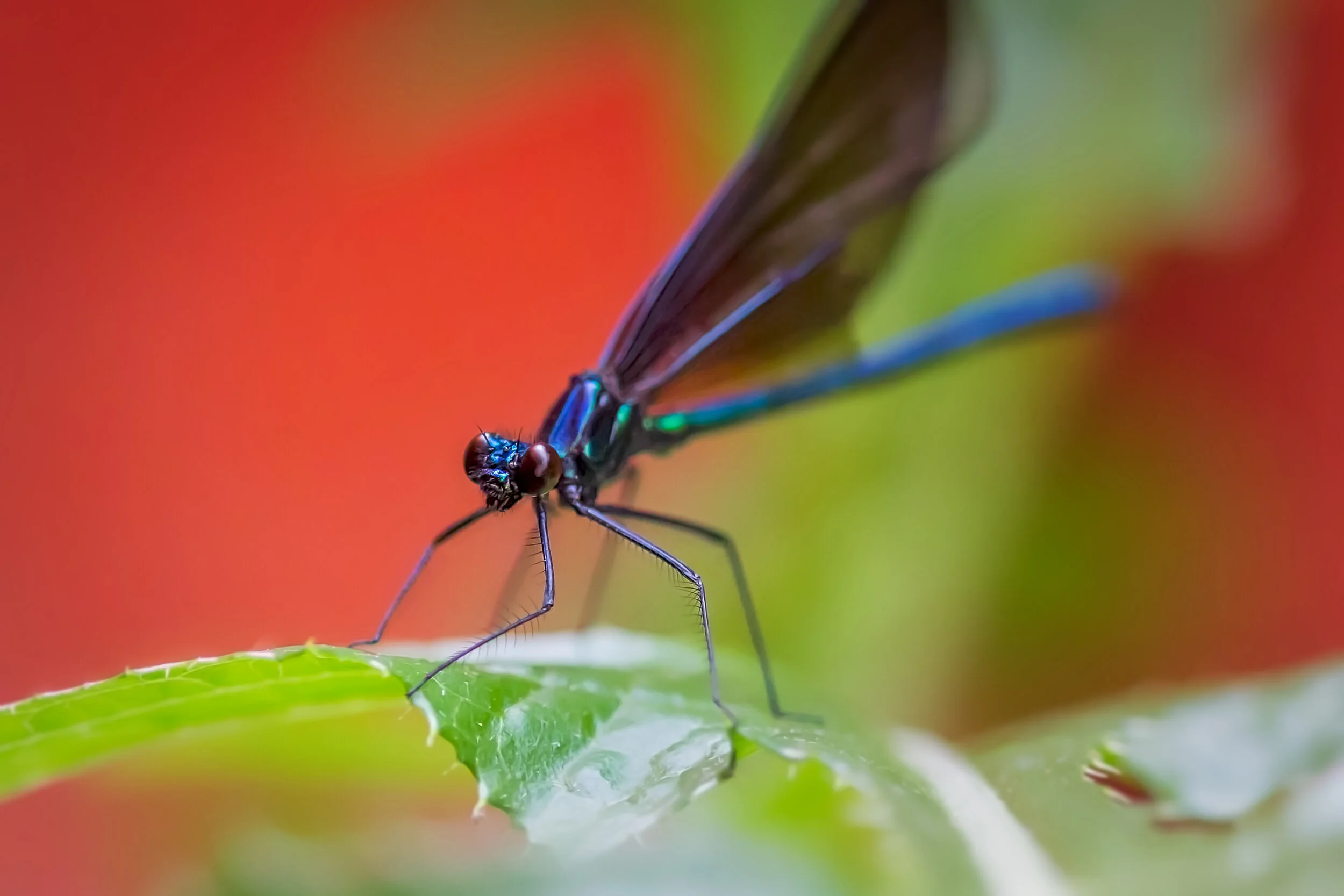 Ready For My Close Up 2.jpg