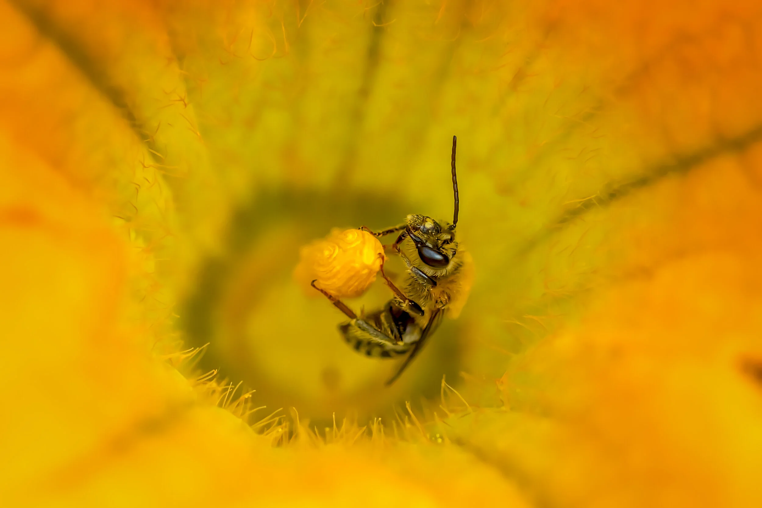 Squash Bee 2.jpg