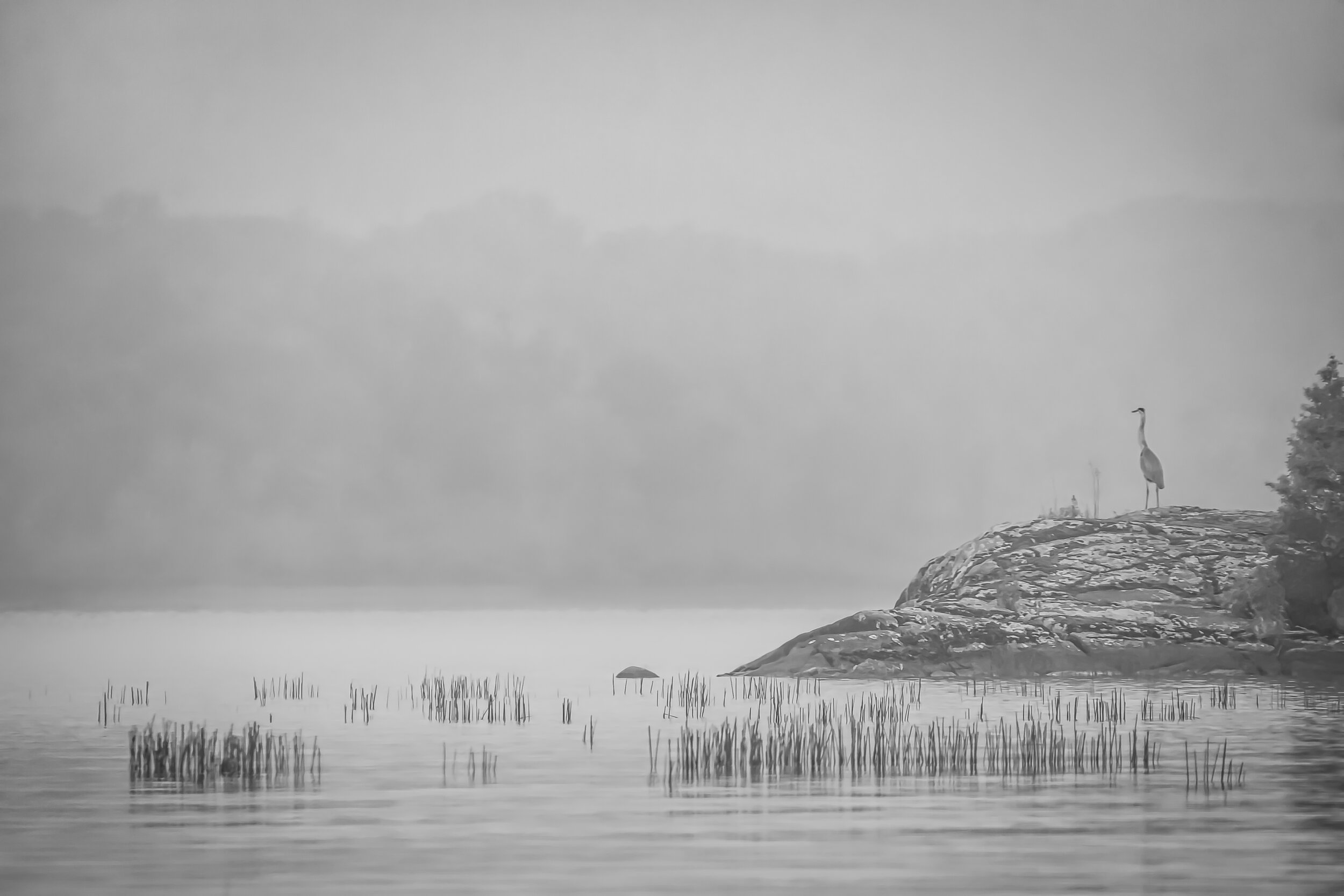 Cranes In The Mist.jpg