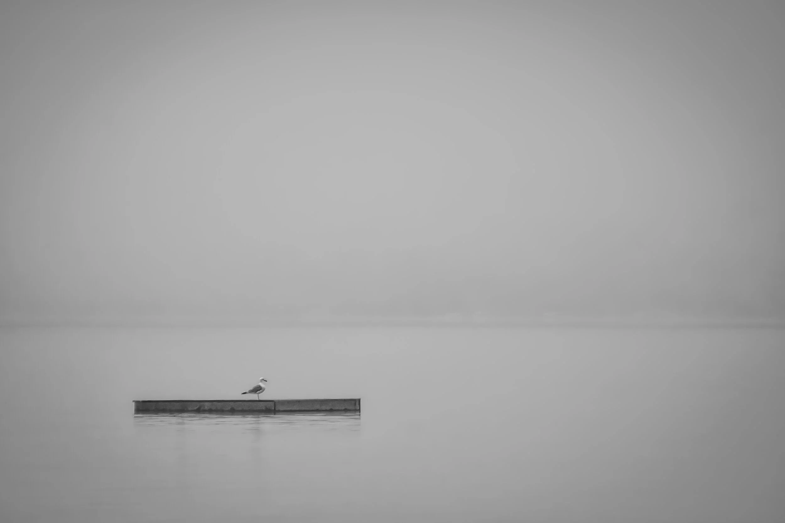 Gull In The Mist.jpg