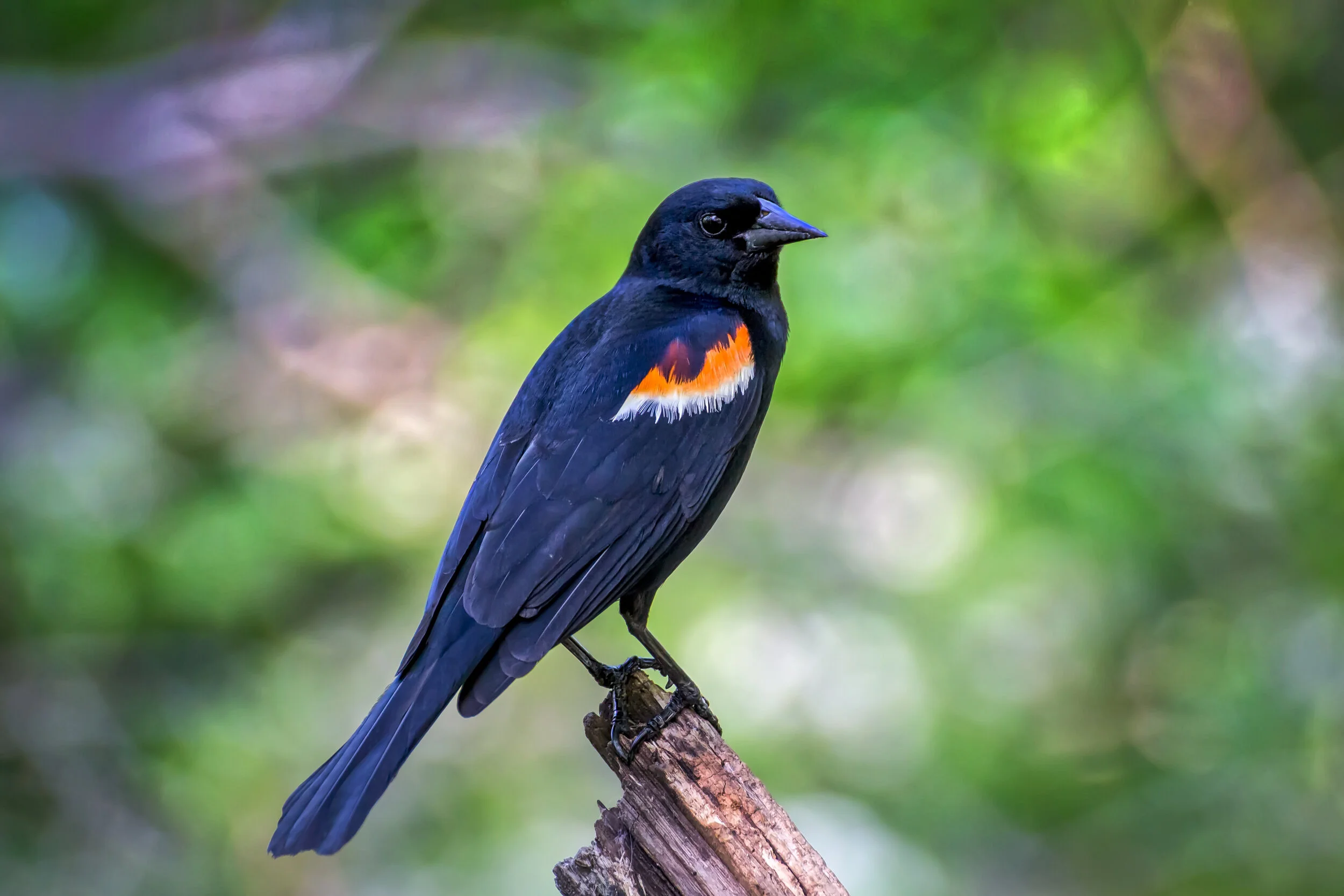 Red Wing Blackbird.jpg