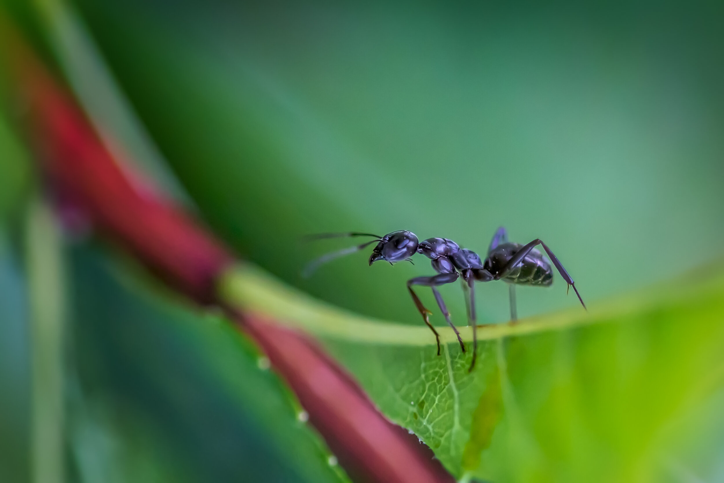 Ant on Leaf.jpg
