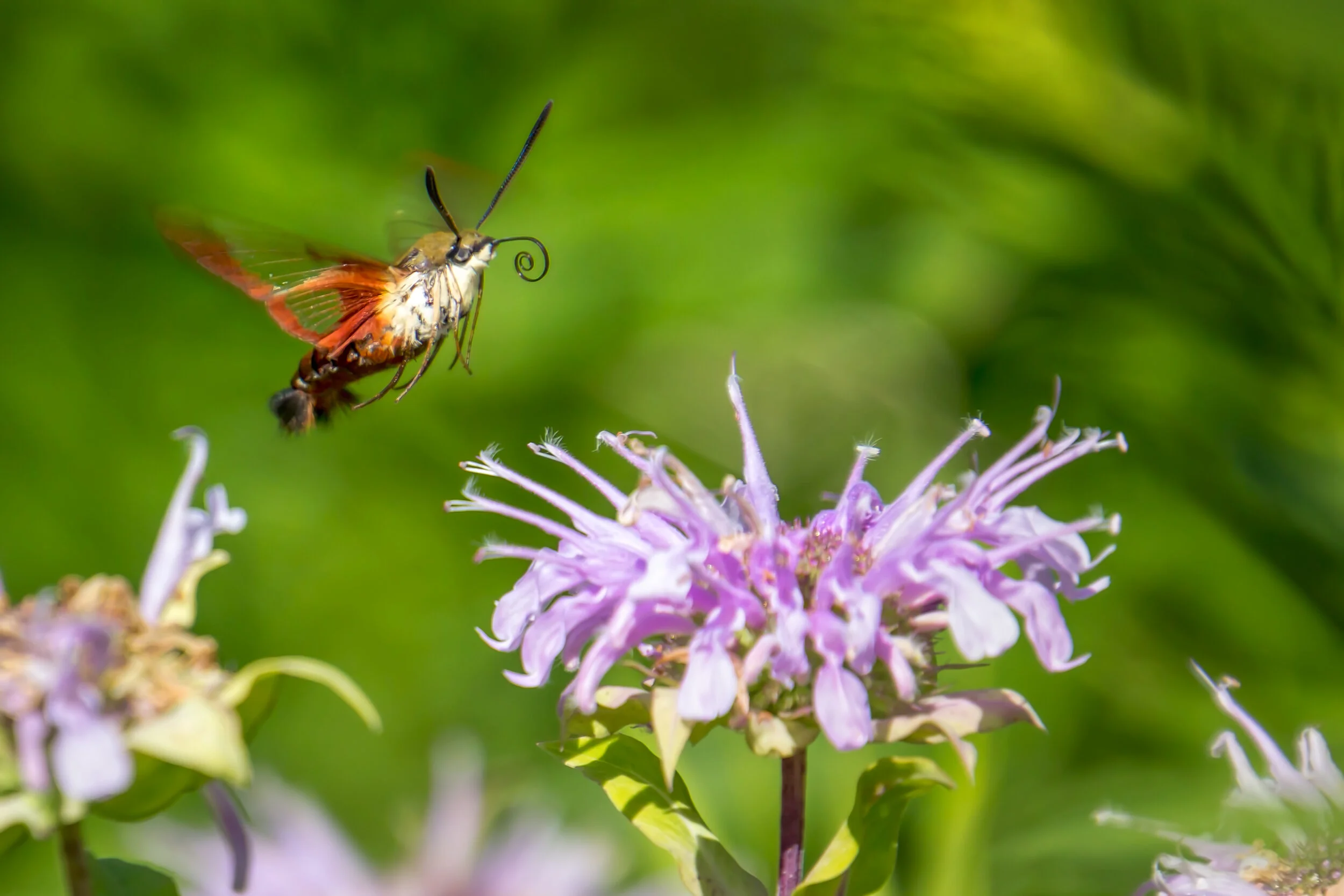 Humming Bird Moth.jpg