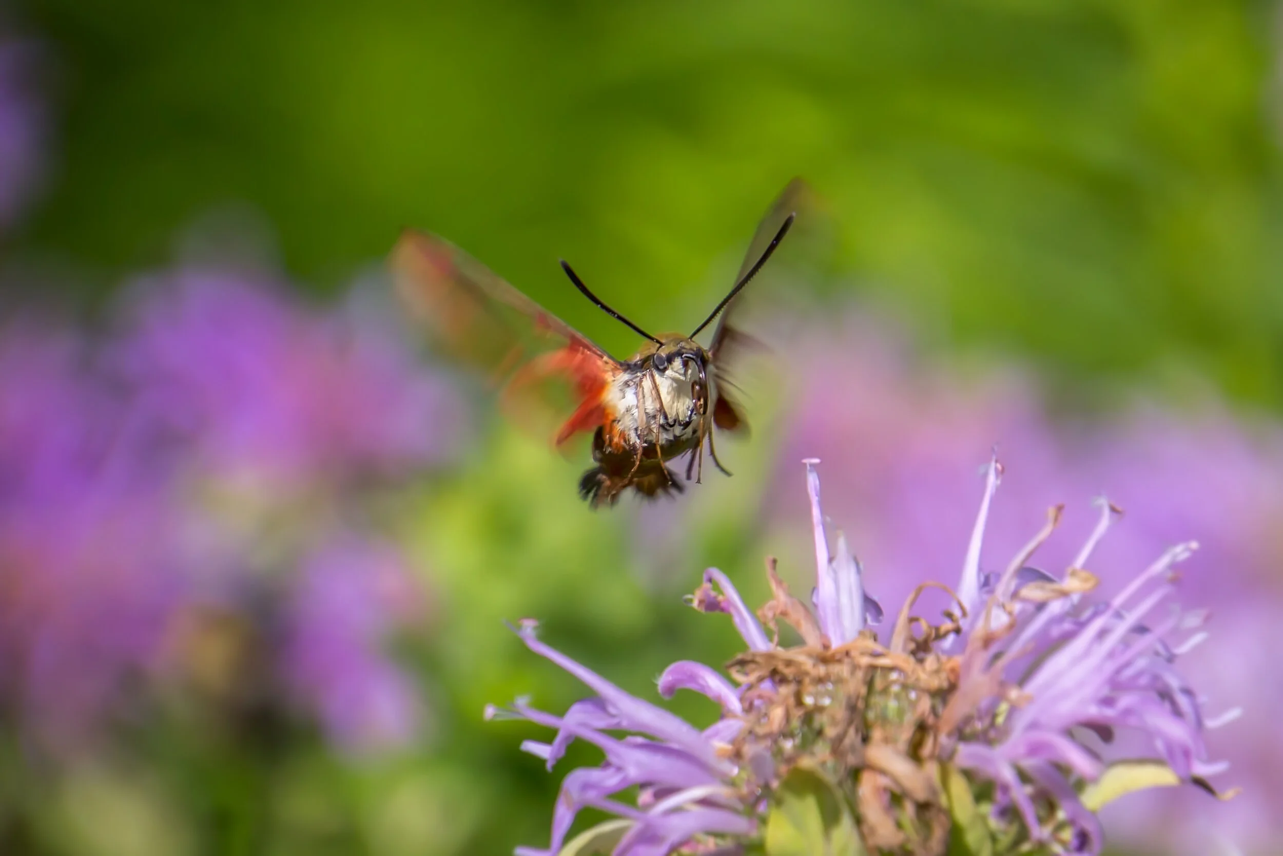 Humming Bird Moth 2.jpg