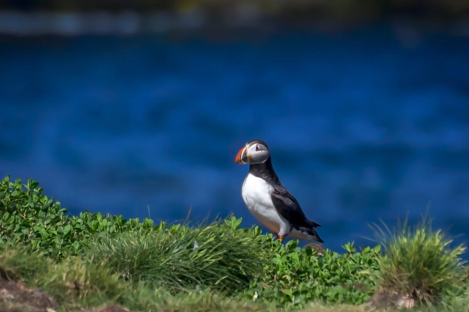 Puffin 1.jpg