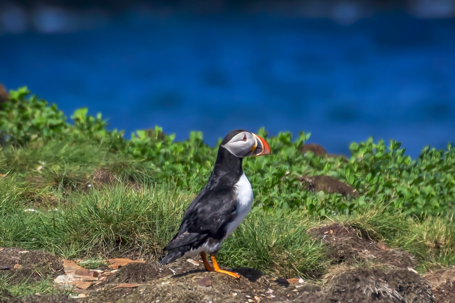 Puffin 2.jpg
