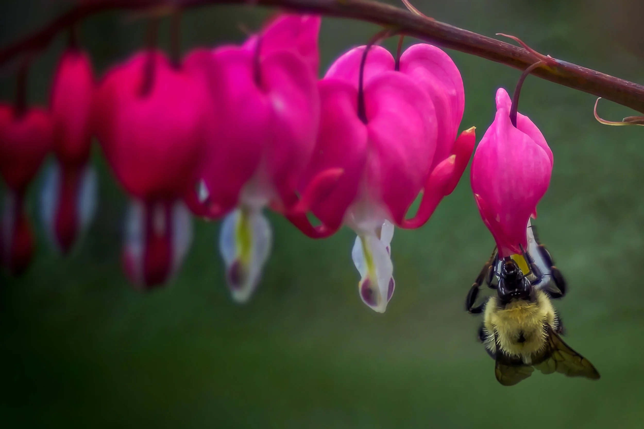 Bleeding Heart Bee.jpg