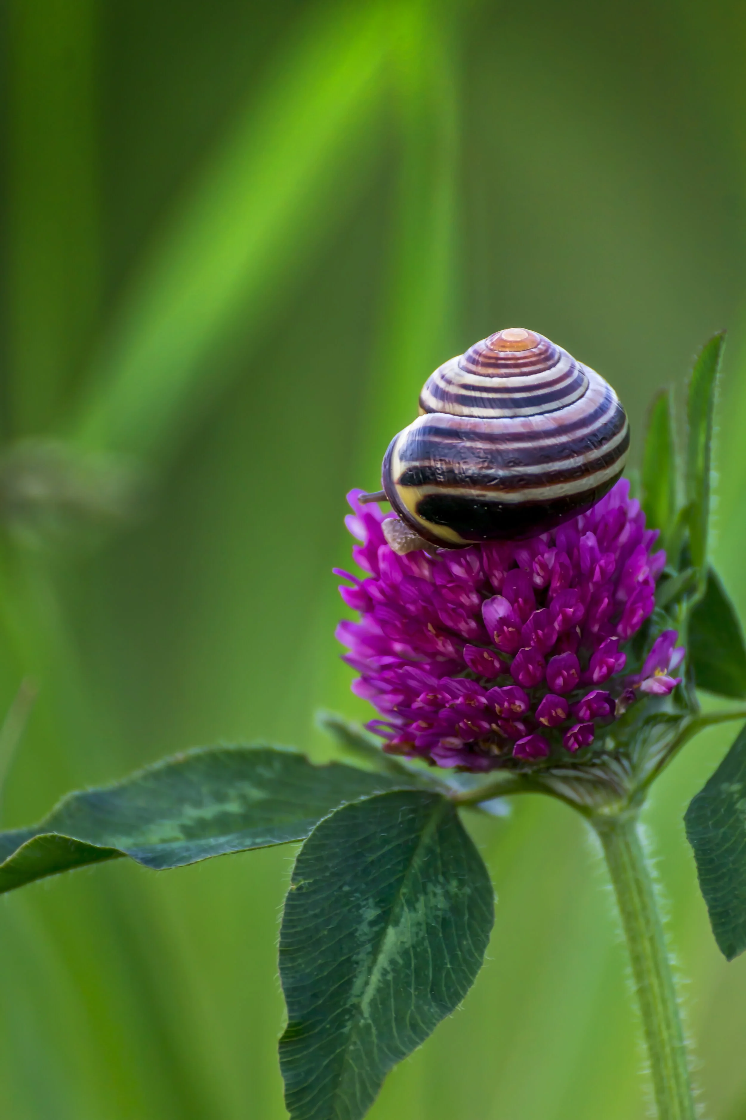 Snail Flower.jpg