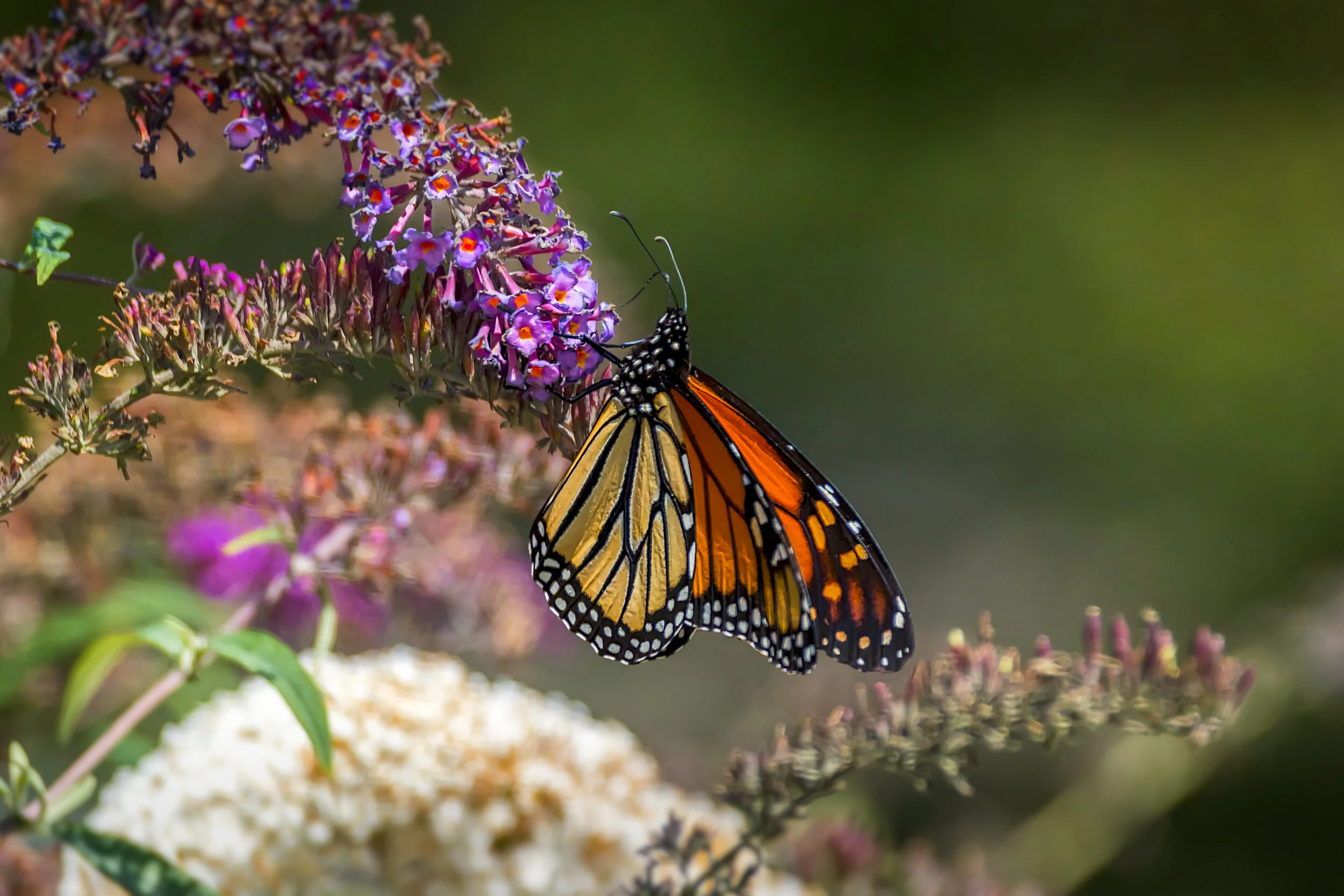 Monarch Butterfly 1.jpg