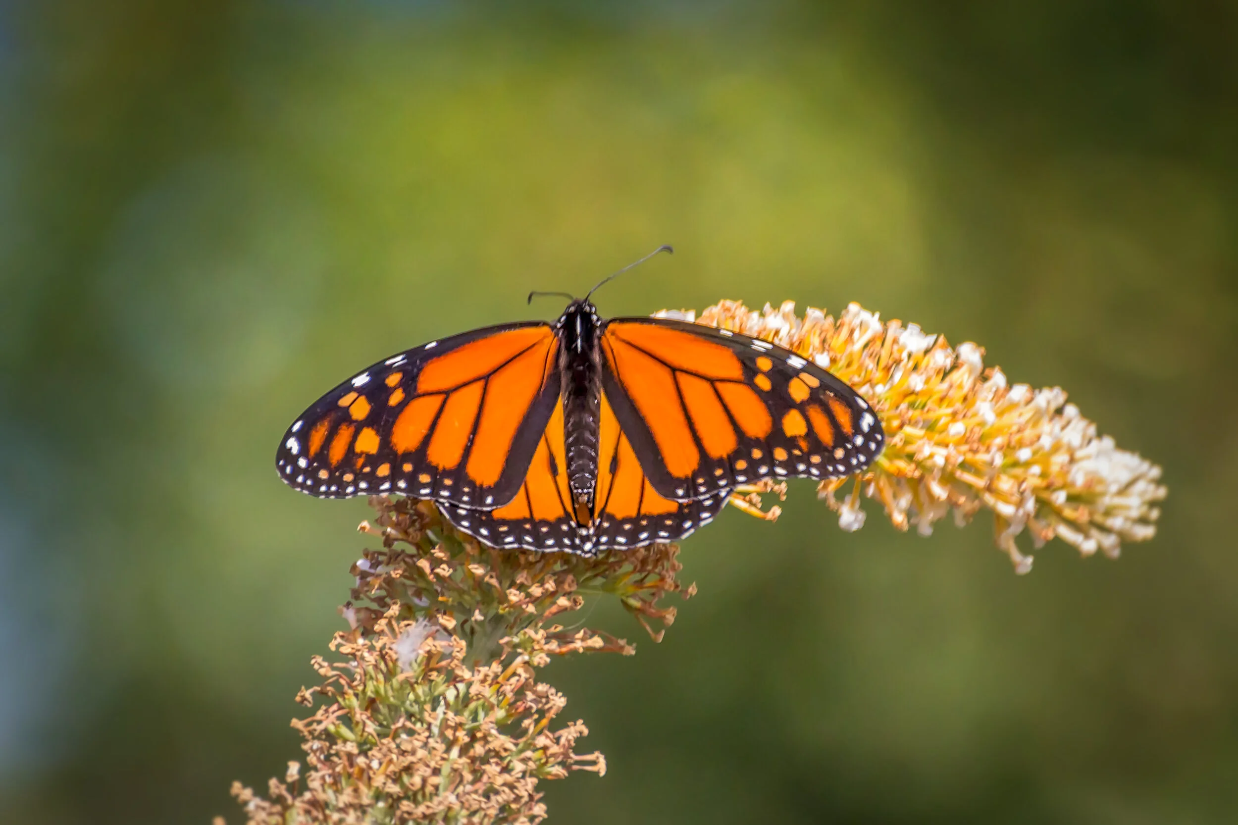 Monarch Butterfly 2.jpg