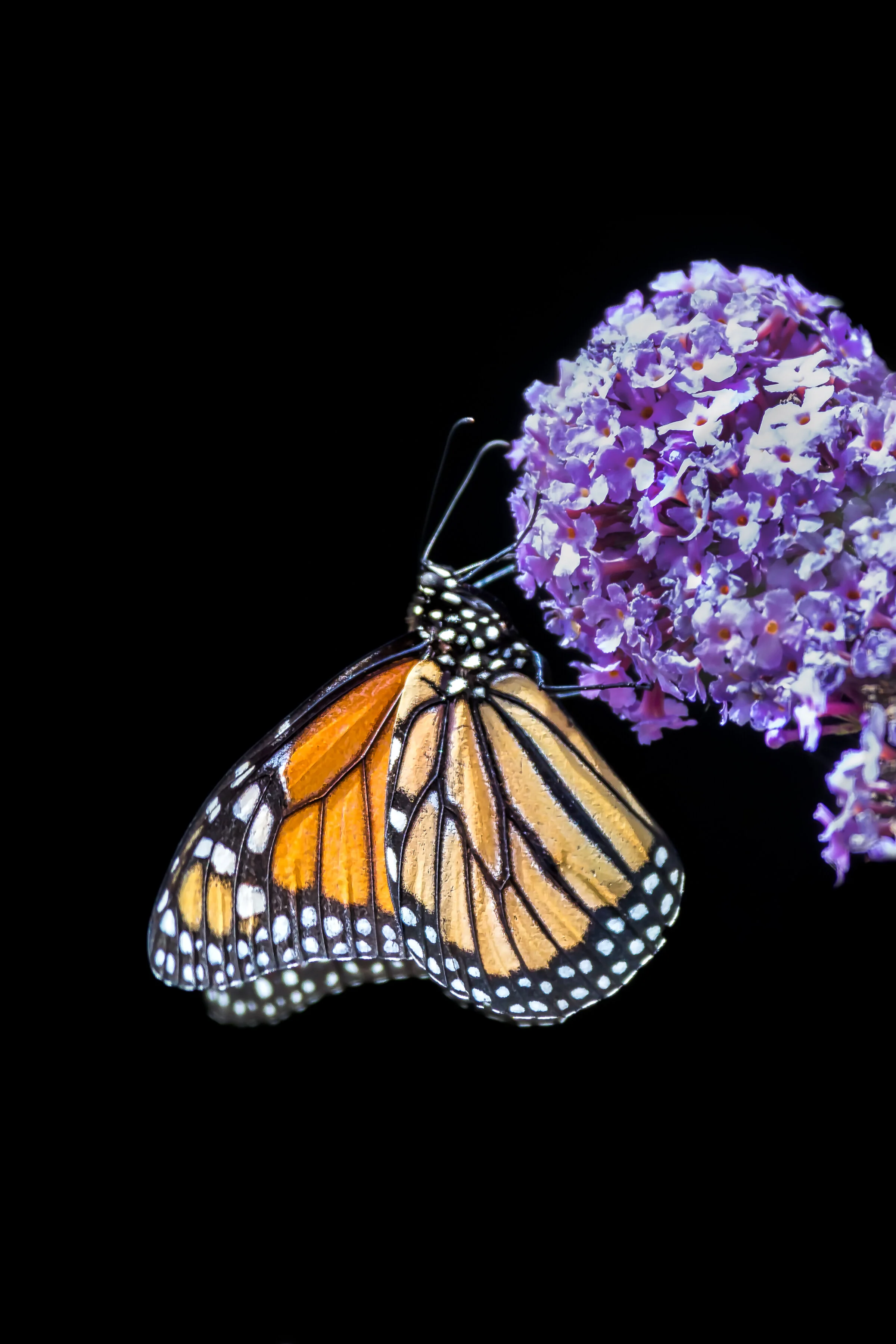 Monarch Butterfly on Black.jpg