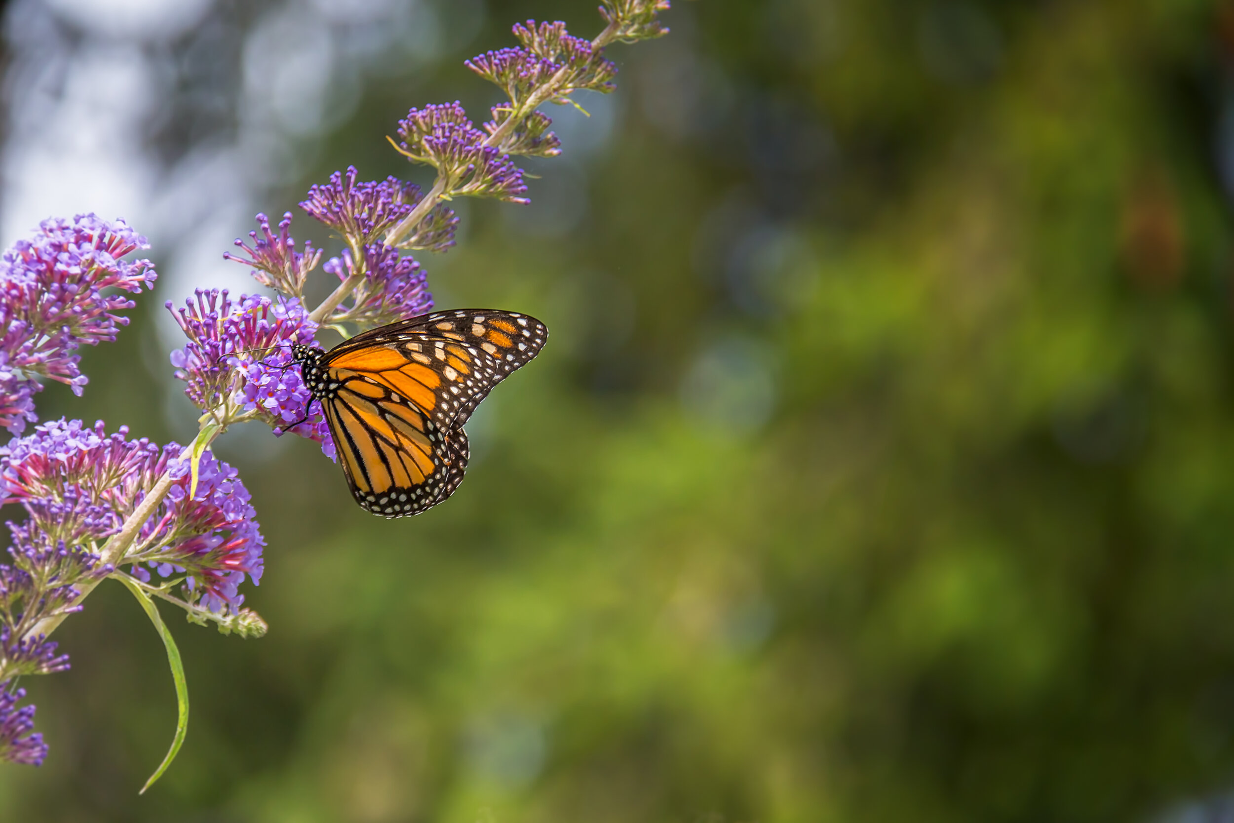 Monarch Butterfly.jpg