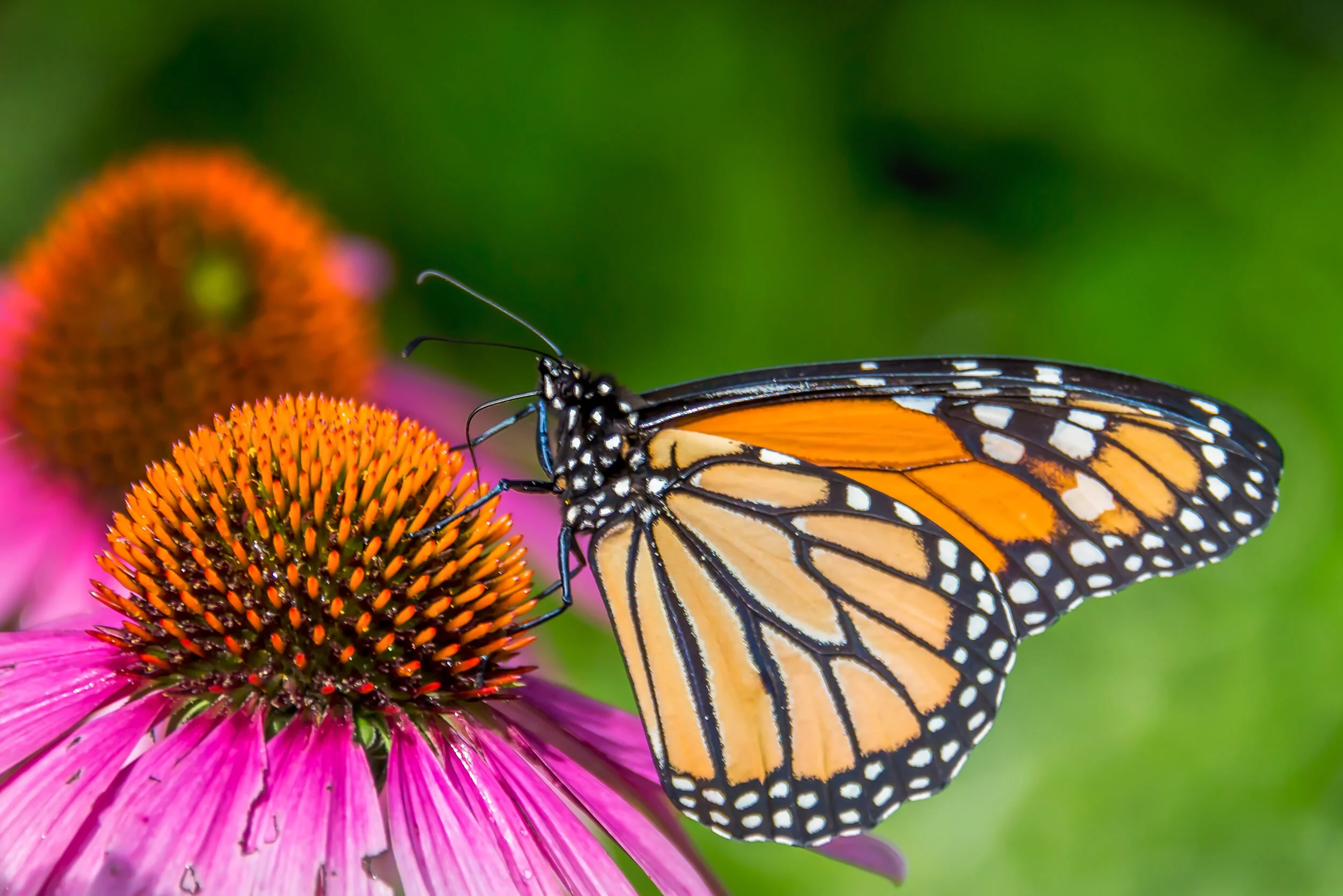 Monarch Butterfly 2 copy.jpg