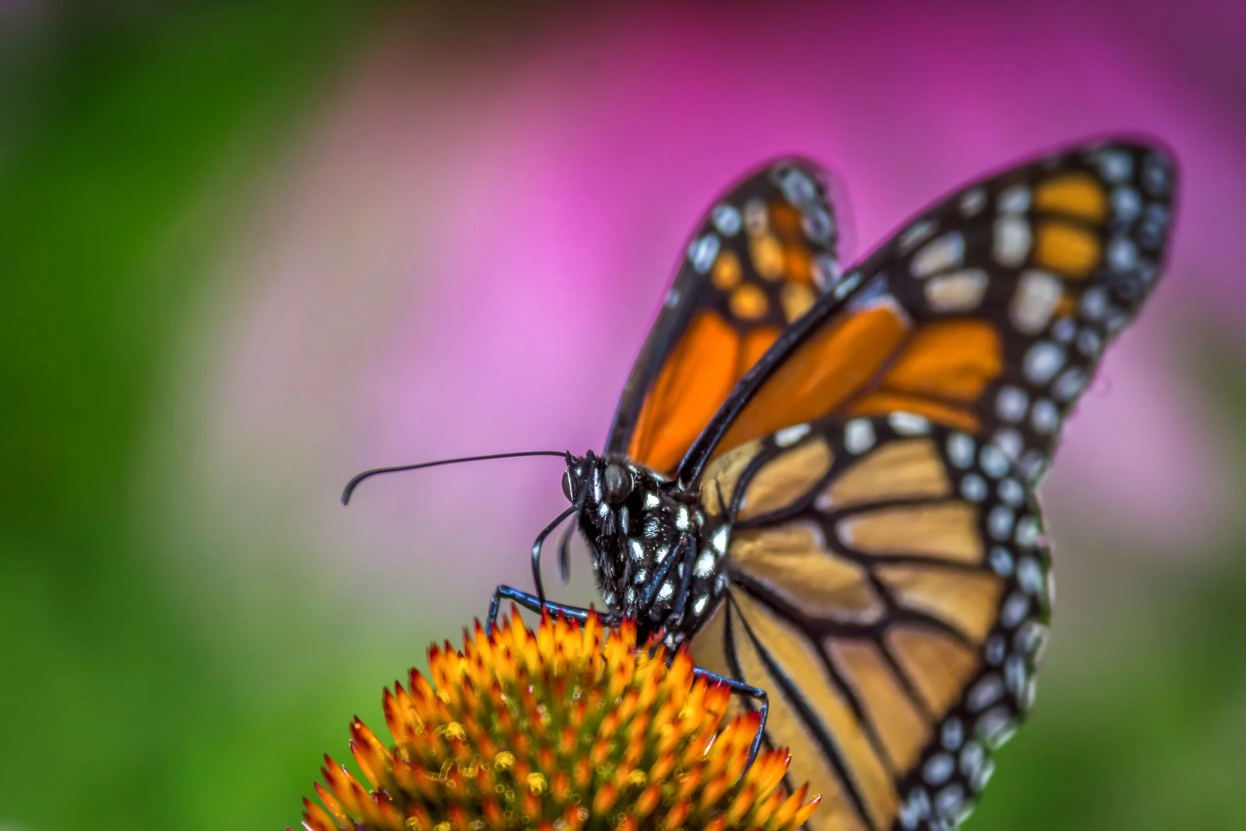 Monarch Butterfly 3.jpg