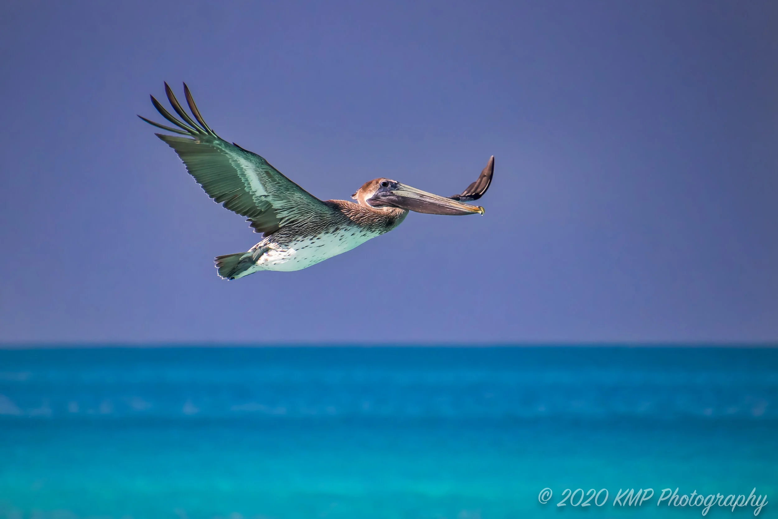 Pelican Fly By copyright.jpg